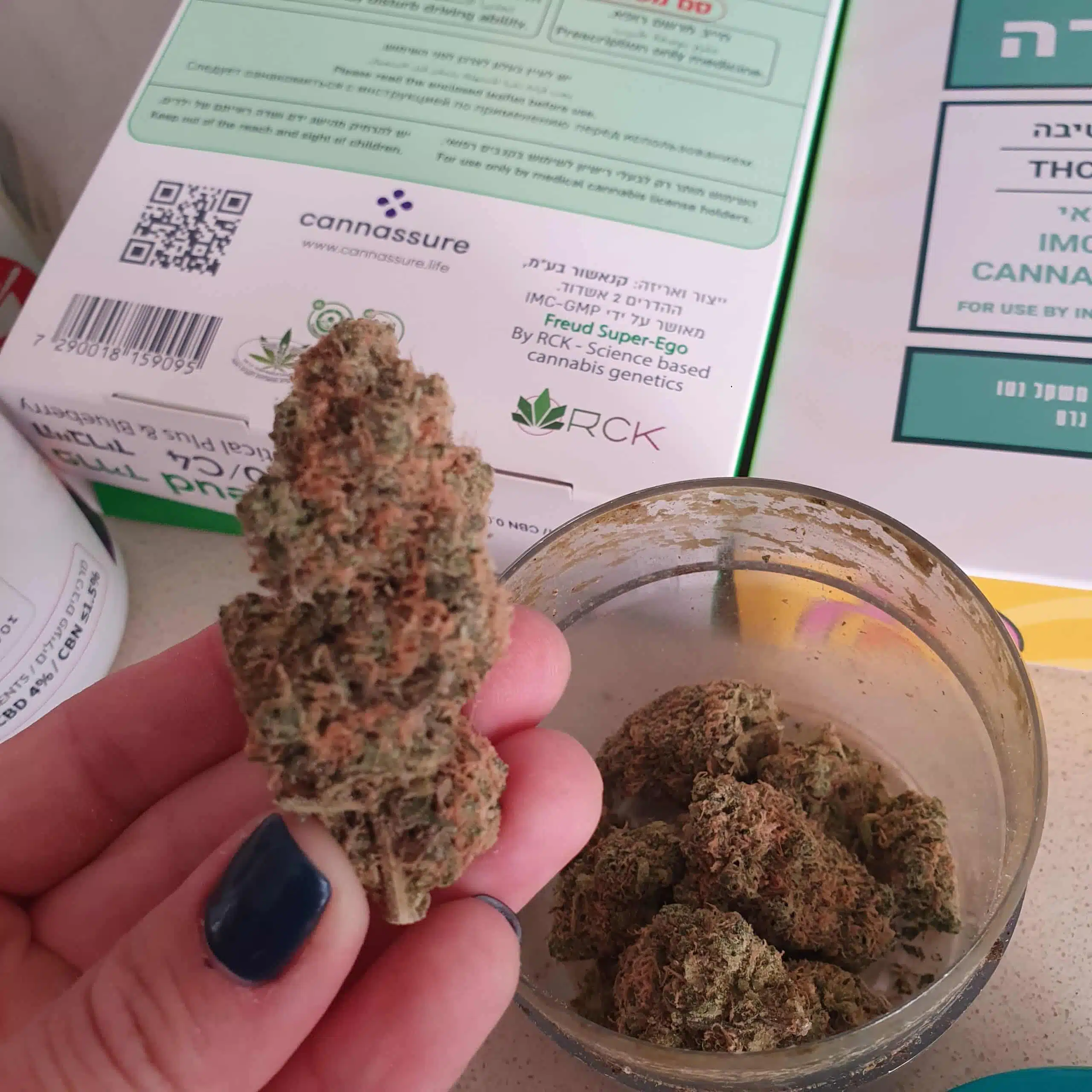 ⁦פרויד (Freud) - היבריד T22/C4⁩ – תמונה ⁦19⁩