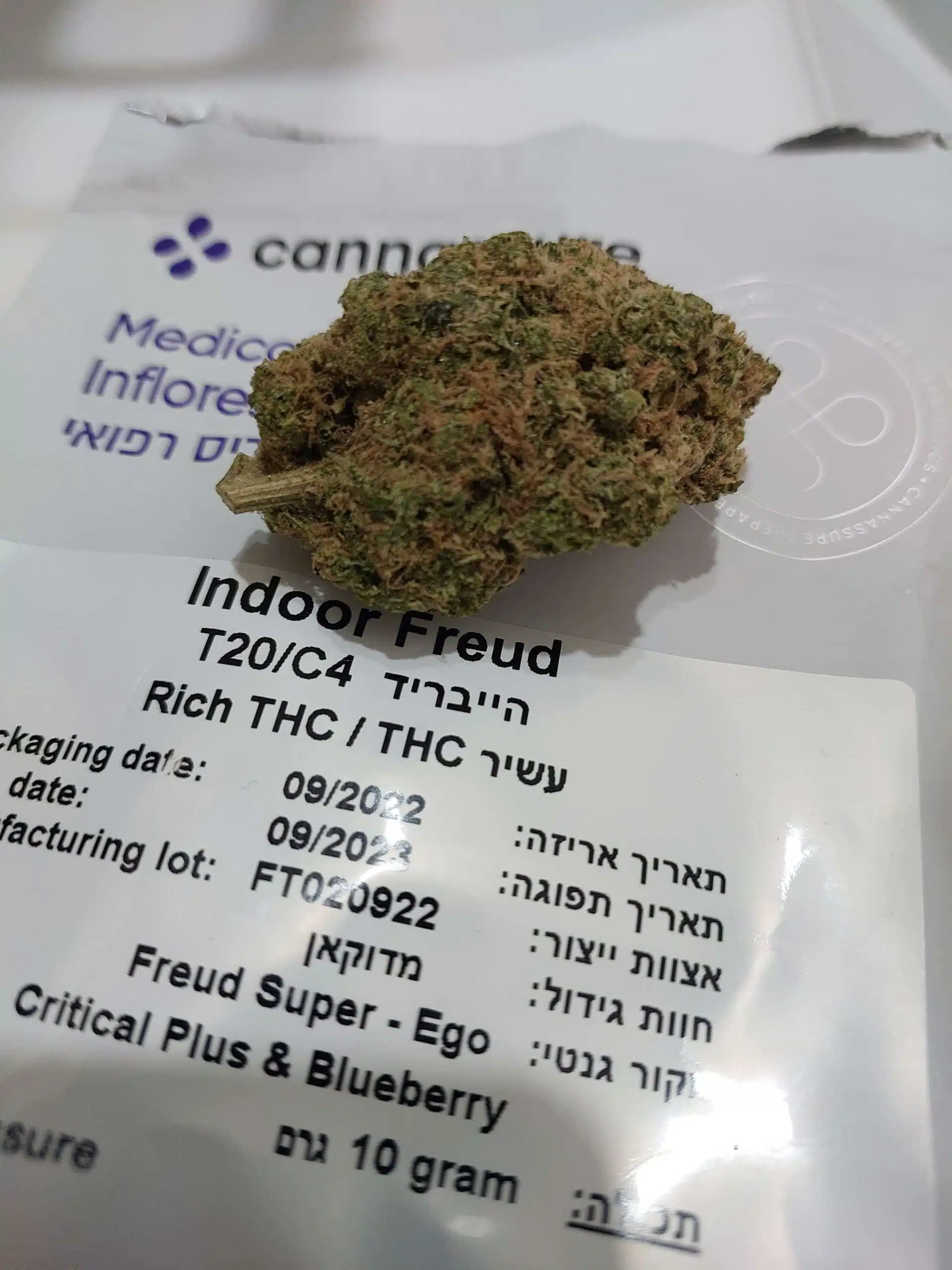 ⁦פרויד (Freud) - היבריד T22/C4⁩ – תמונה ⁦18⁩