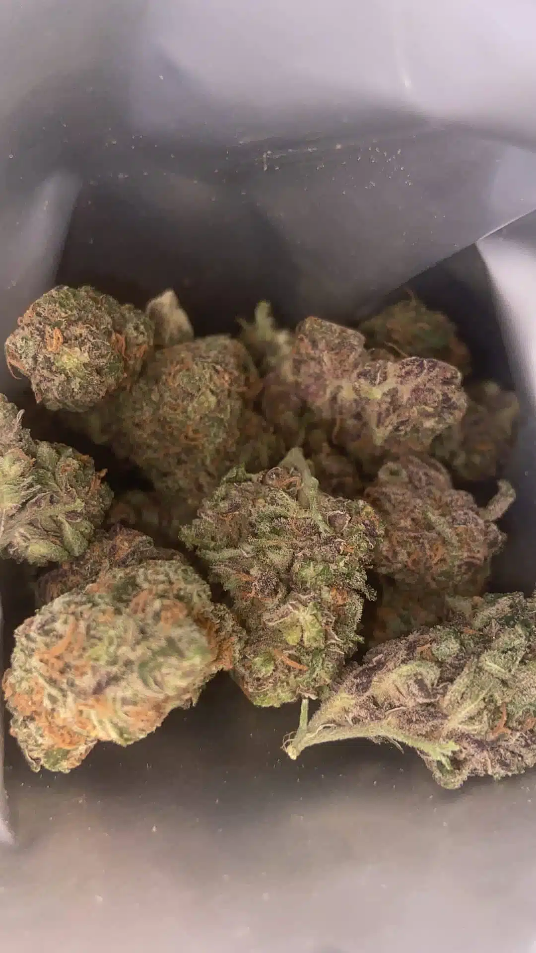 ⁦בלאק צ'רי פאנץ' (Black Cherry Punch) - אינדיקה T20/C4⁩ – תמונה ⁦4⁩
