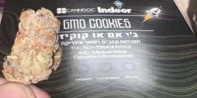 פרח ג'י אם או קוקיז (GMO Cookies) - אינדיקה T20/C4