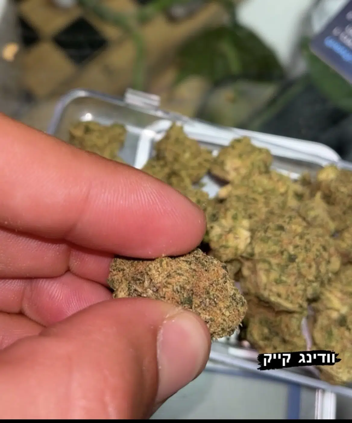 ⁦וודינג סי קיי (Wedding CK) - היבריד T22/C4⁩ – תמונה ⁦32⁩
