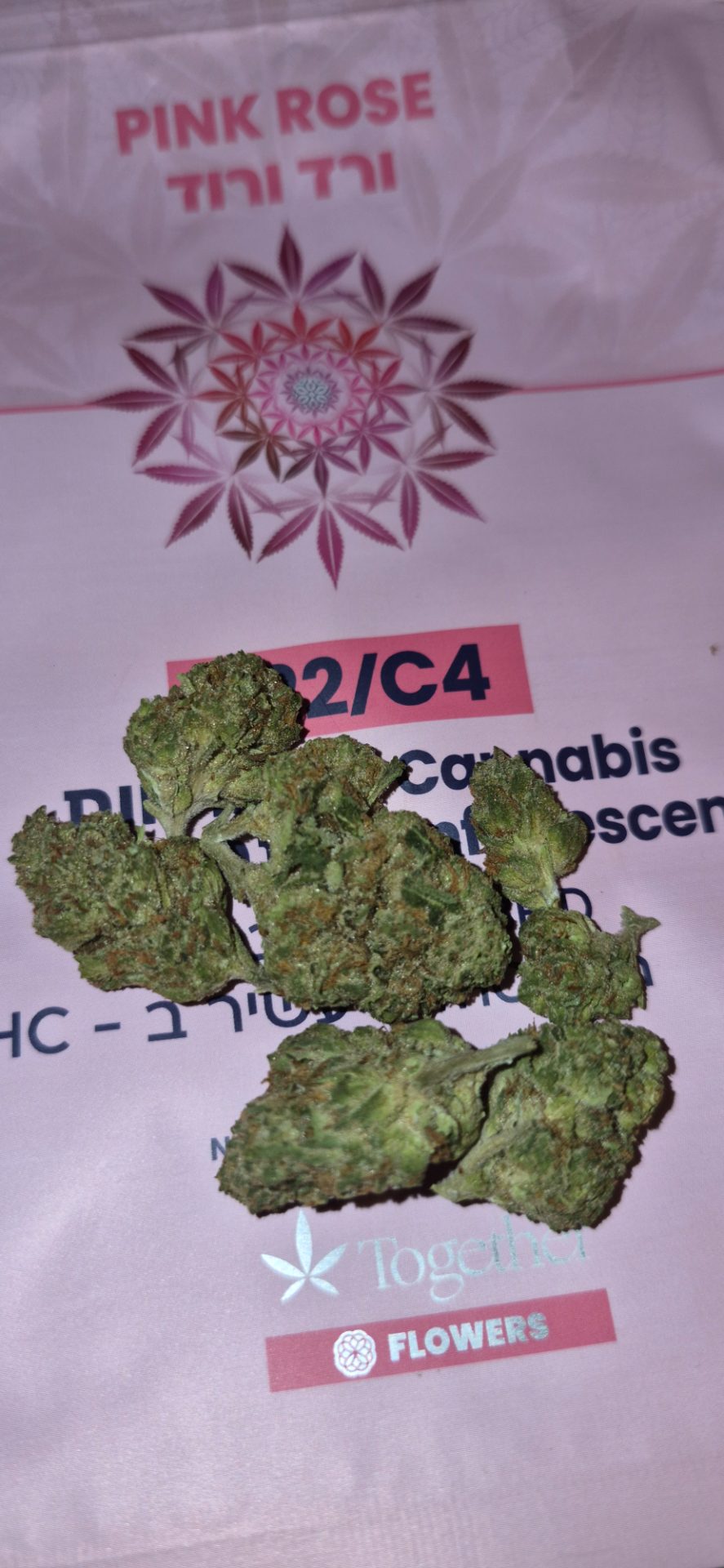פינק רוז (pink rose) היבריד t22/c4