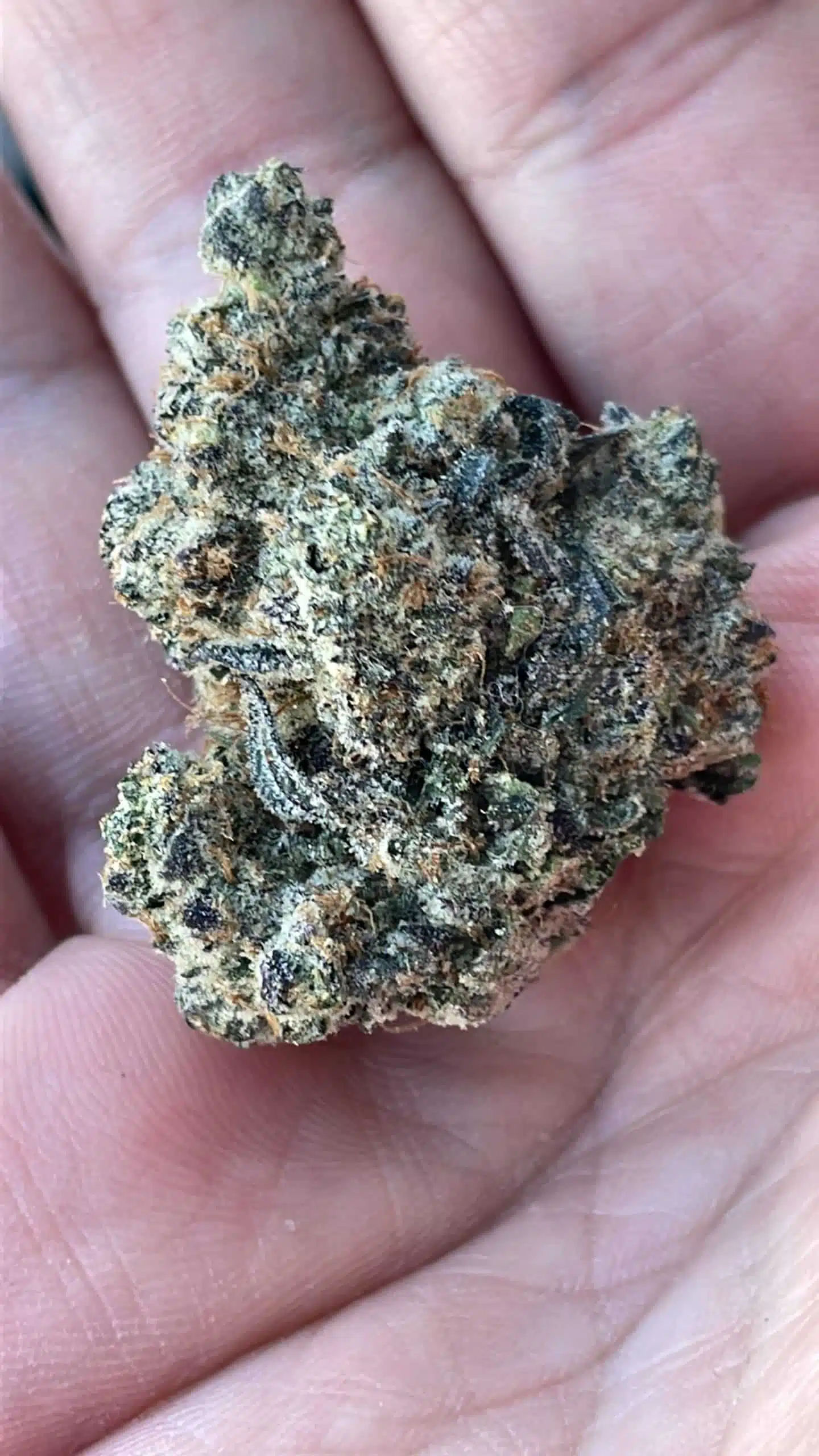 ⁦גרין קלובר (Green Clover) - אינדיקה T22/C4⁩ – תמונה ⁦15⁩