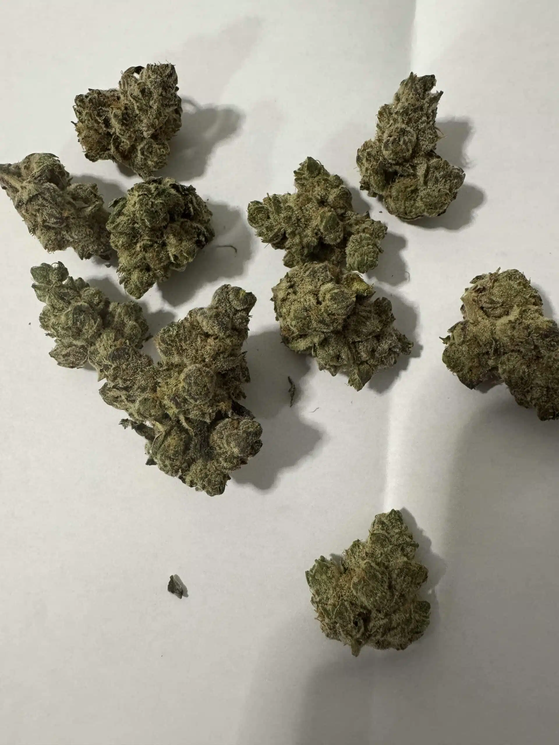 ⁦גרין קלובר (Green Clover) - אינדיקה T22/C4⁩ – תמונה ⁦2⁩