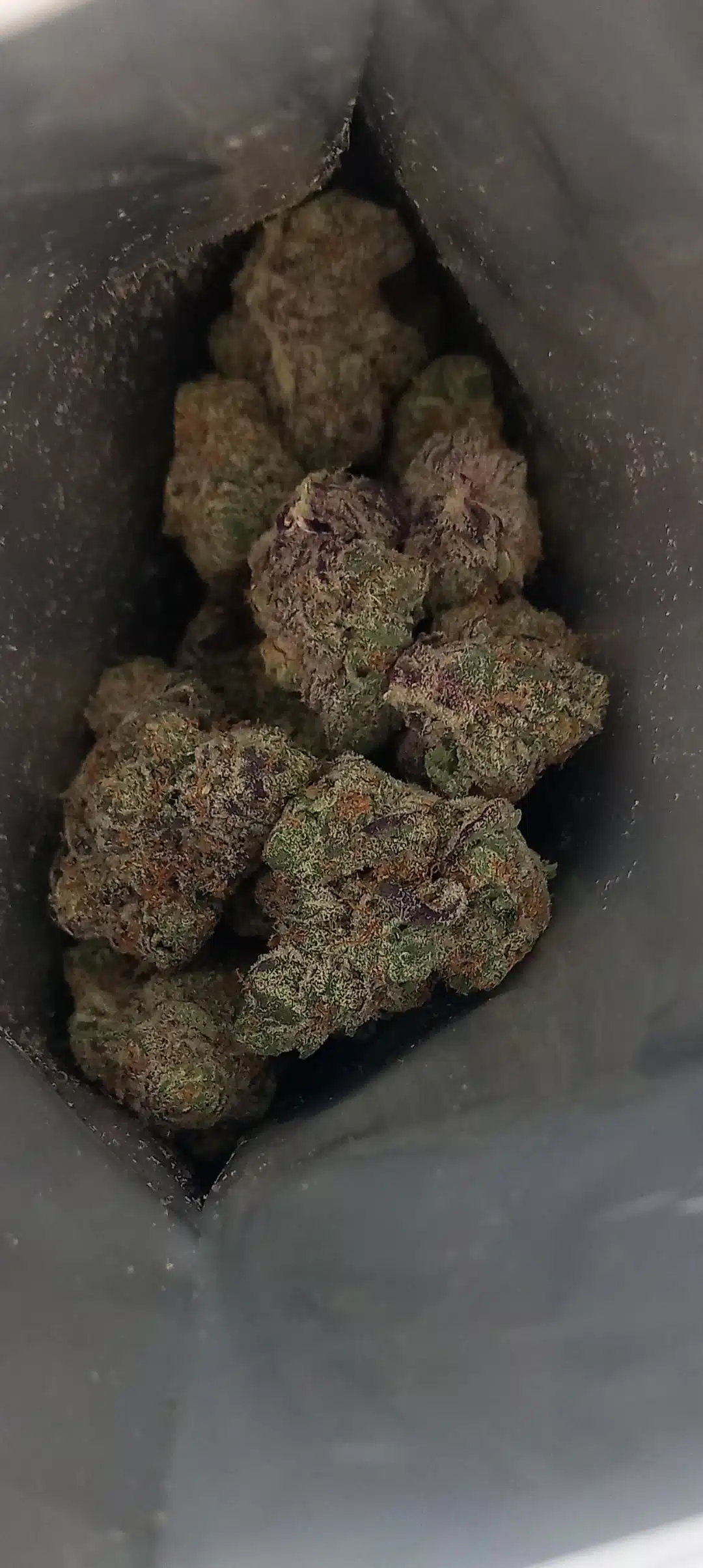 ⁦גרין קלובר (Green Clover) - אינדיקה T22/C4⁩ – תמונה ⁦11⁩