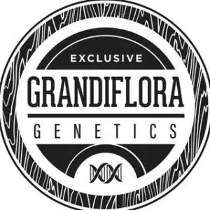 גרנדיפלורה ג'נטיקס (Grandiflora Genetics)