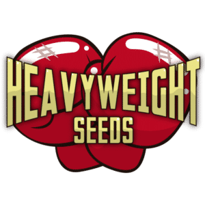 הביווייט סידס (Heavyweight Seeds)