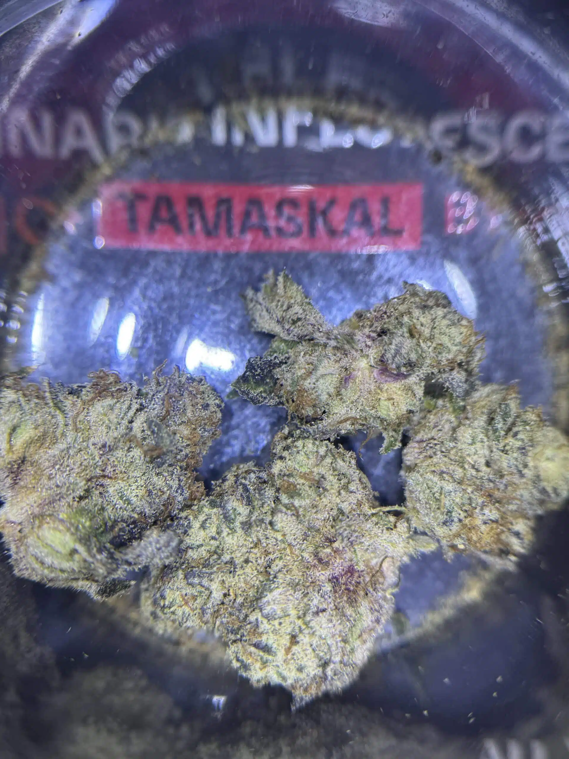 ⁦טמסקל (Tamaskal) - היבריד T22/C4⁩ – תמונה ⁦11⁩