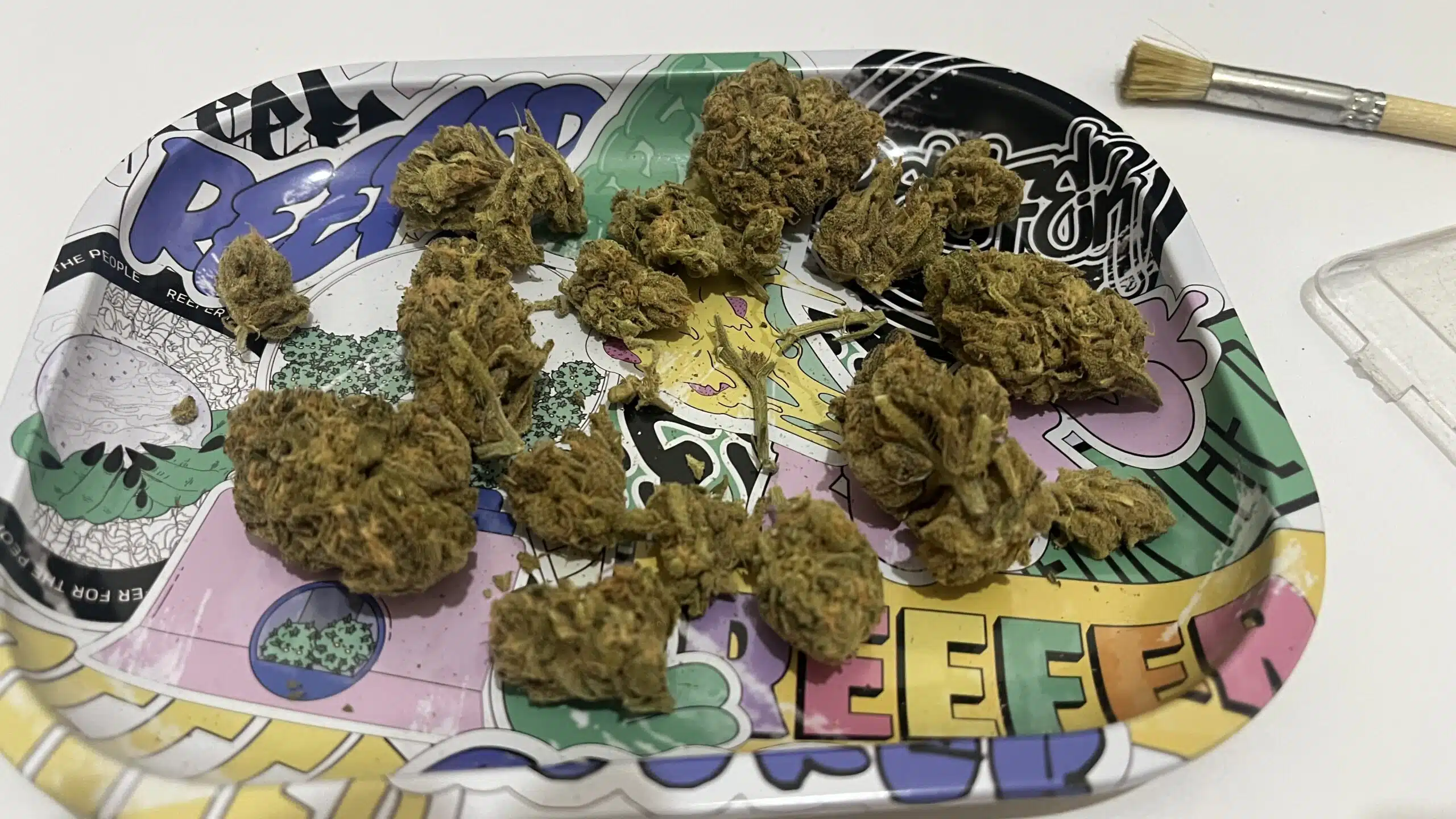 ⁦בלו די (Blue D) - סאטיבה T15/C3⁩ – תמונה ⁦2⁩