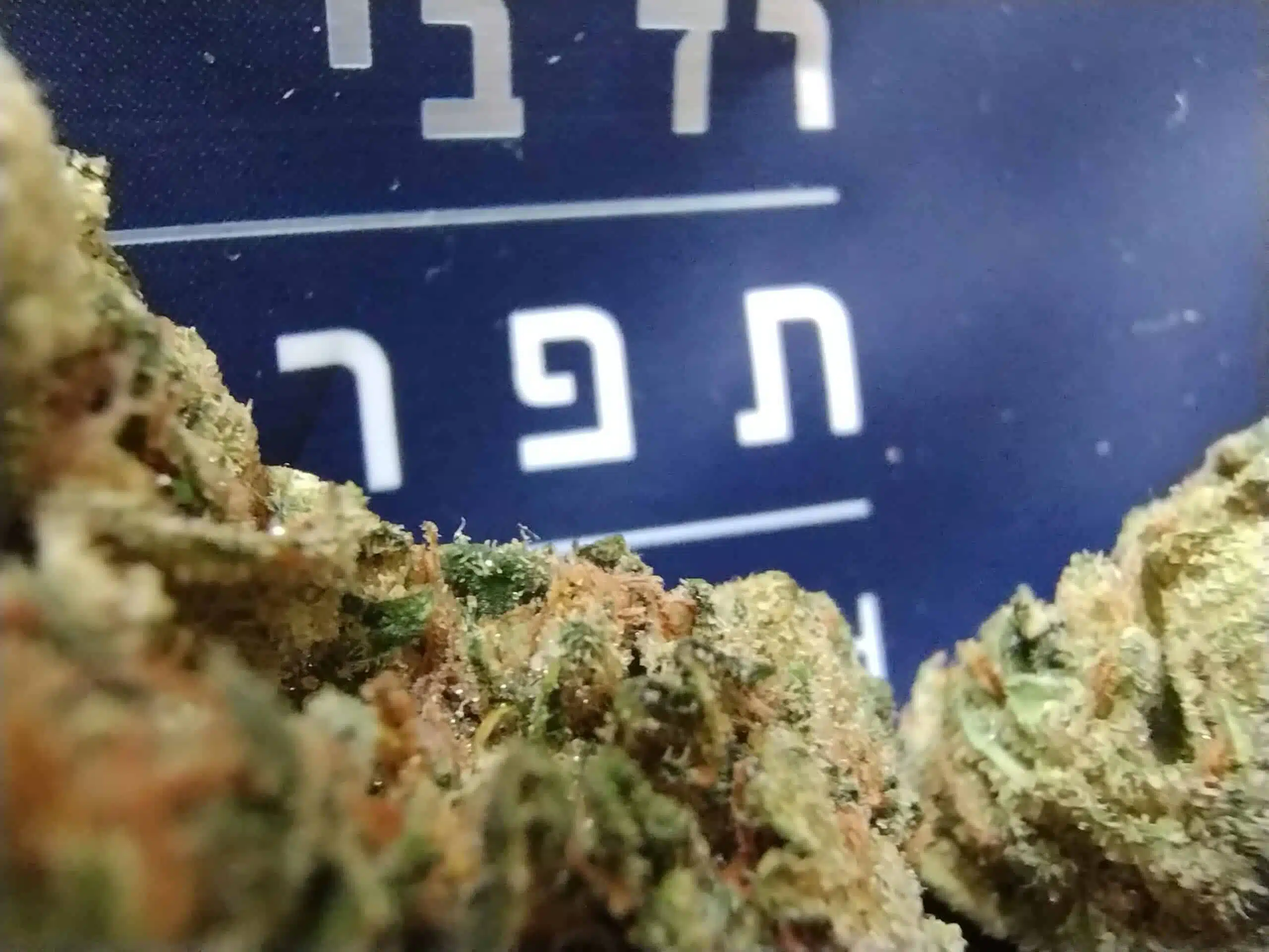 ⁦רד בי (Red B) - אינדיקה T22/C4⁩ – תמונה ⁦2⁩