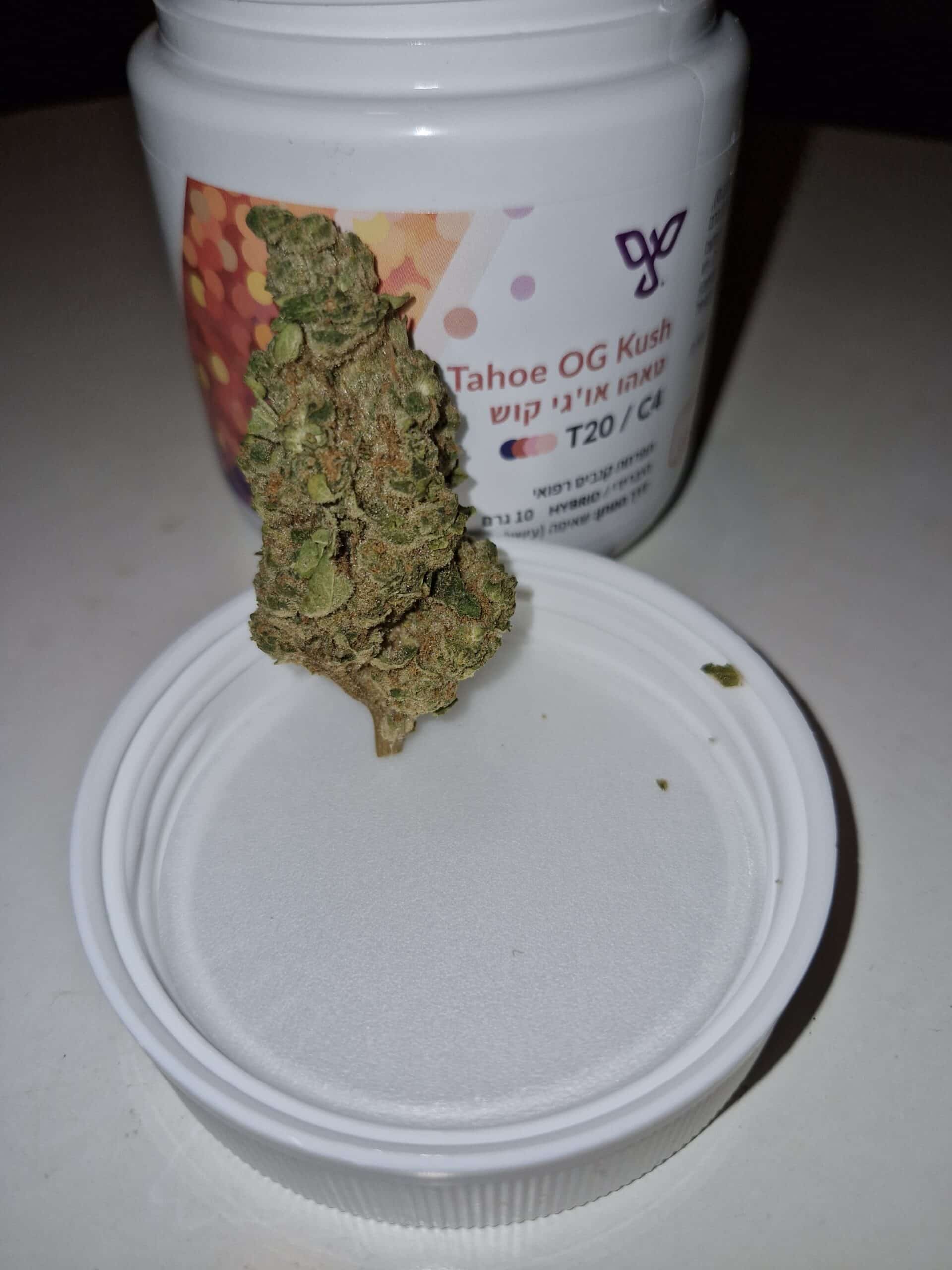 טאהו אוג'י קוש (Tahoe OG Kush) - היבריד T22/C4 – תמונה 5