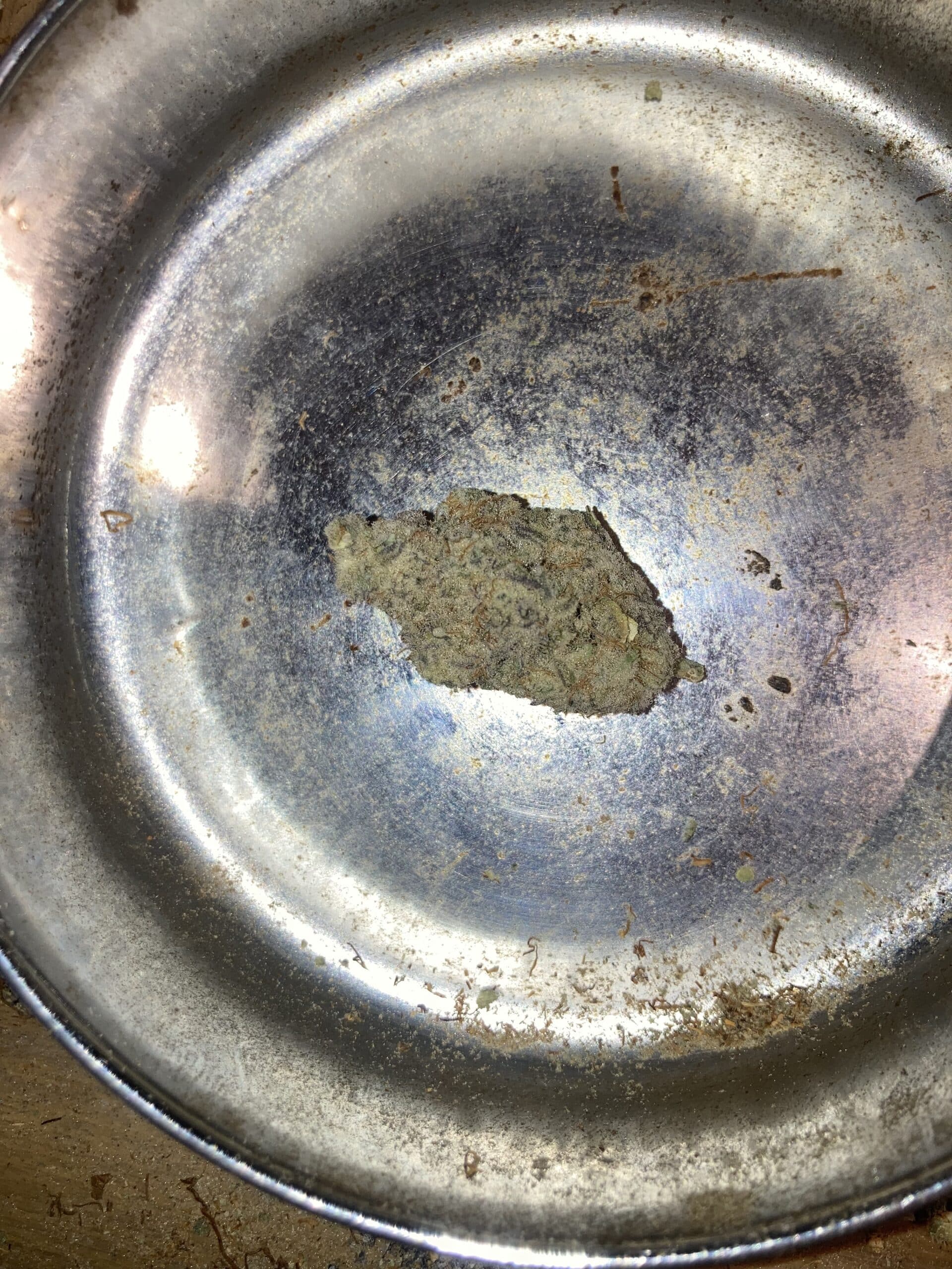 טאהו אוג'י קוש (Tahoe OG Kush) - היבריד T22/C4 – תמונה 3