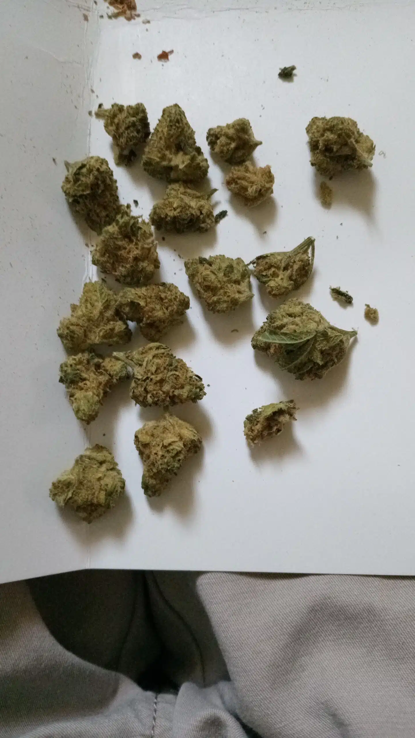 ⁦טנג'י קוש (Tangie Kush) - אינדיקה T22/C4⁩ – תמונה ⁦3⁩