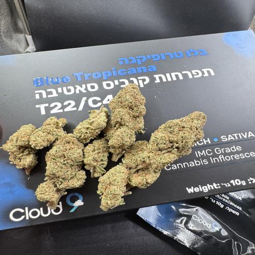 בלו טרופיקנה (blue tropicana) סאטיבה t22/c4