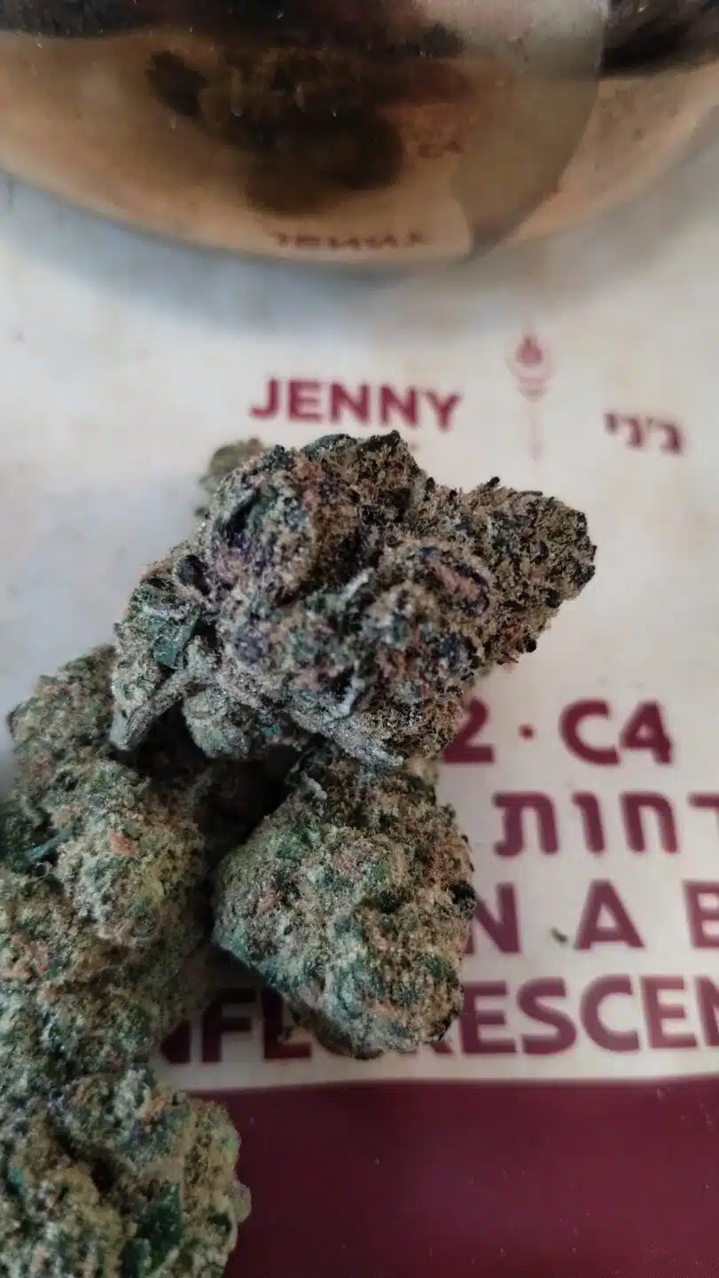 ג'ני (jenny) mba סאטיבה t22/c4