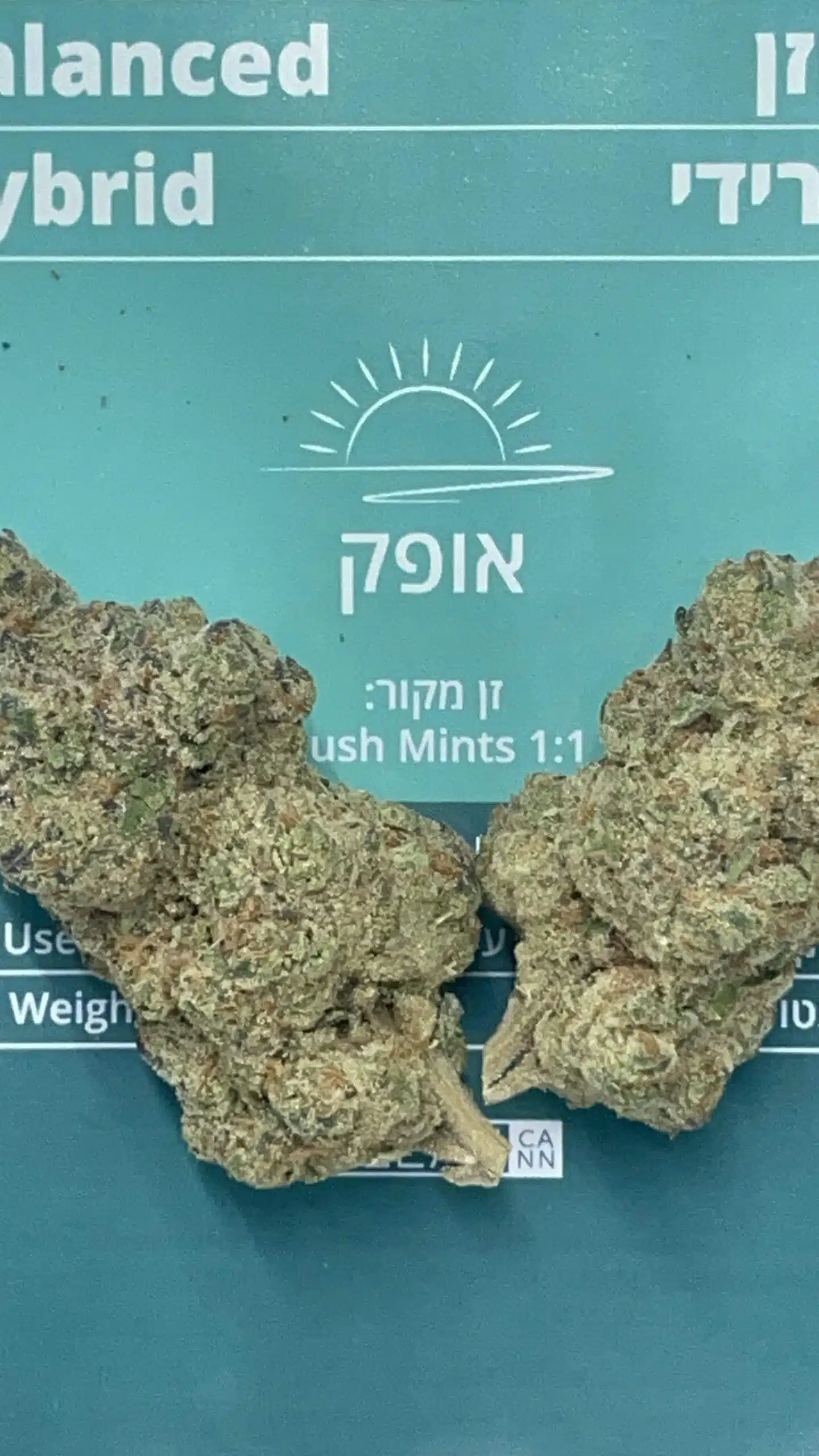 אופק (Ofek) - היבריד T10/C10 – תמונה 8
