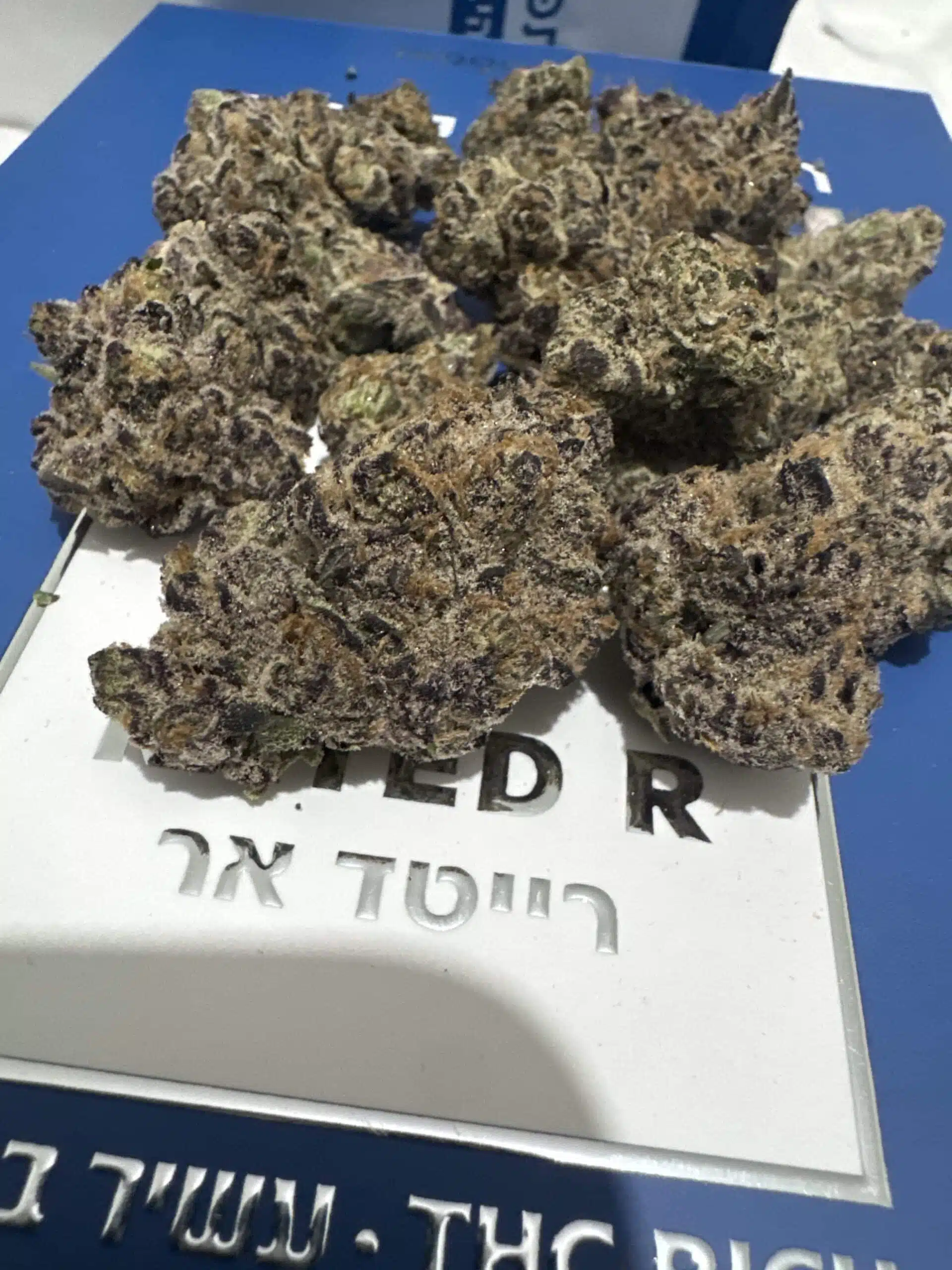 ⁦אר.אר (RR) - היבריד T22/C4⁩ – תמונה ⁦2⁩