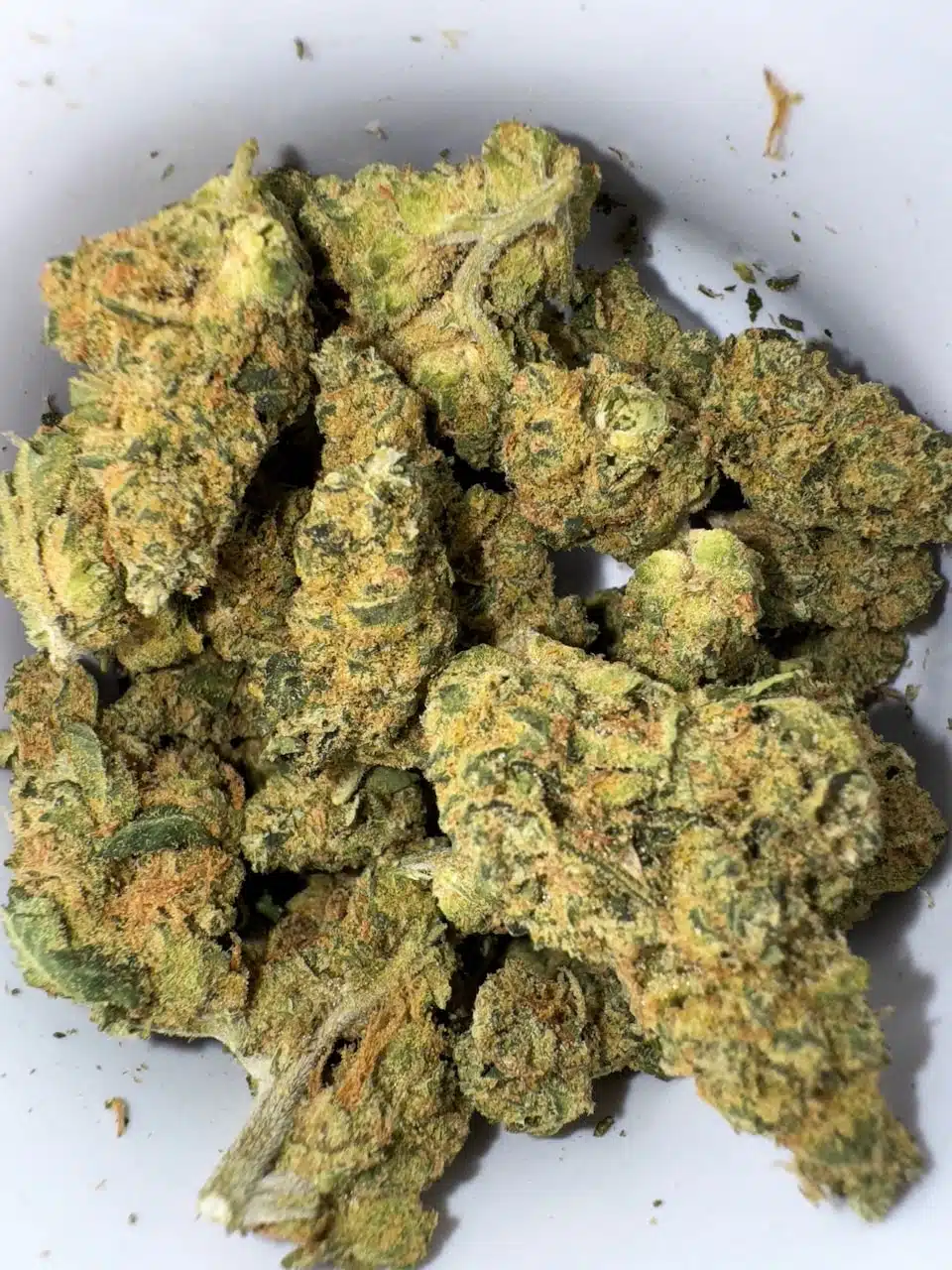 ⁦סנו-לוטוס (Snow-Lotus) - אינדיקה T22/C4⁩ – תמונה ⁦4⁩