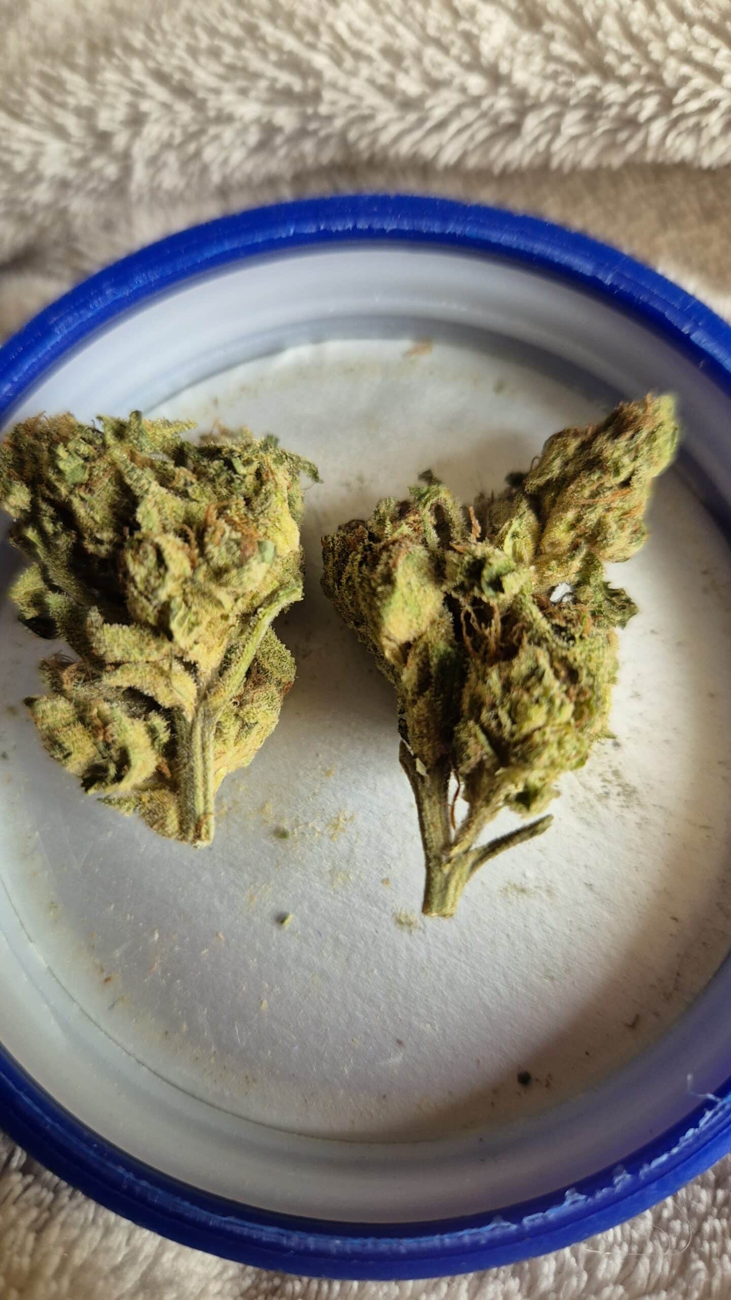 קאליפה קוש ק.ק (Khalifa Kush K.K) - אינדיקה T22/C4 – תמונה 5