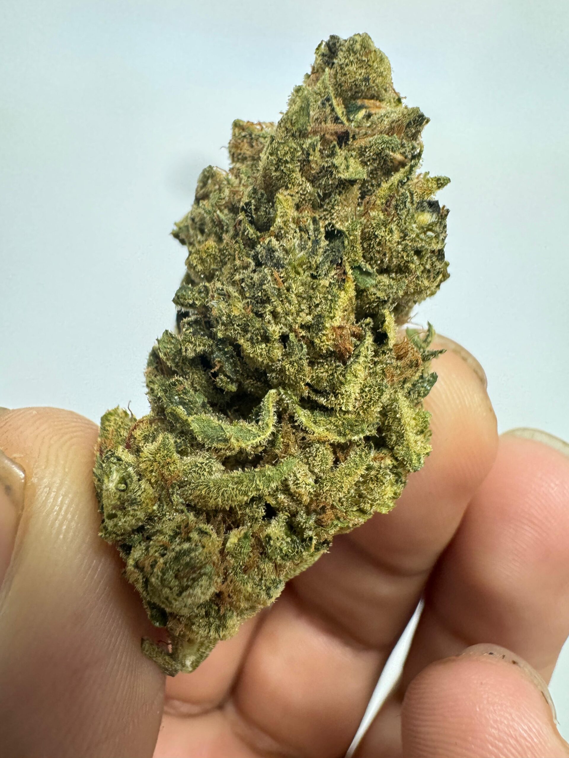 קאליפה קוש ק.ק (khalifa kush k.k) אינדיקה t22/c4