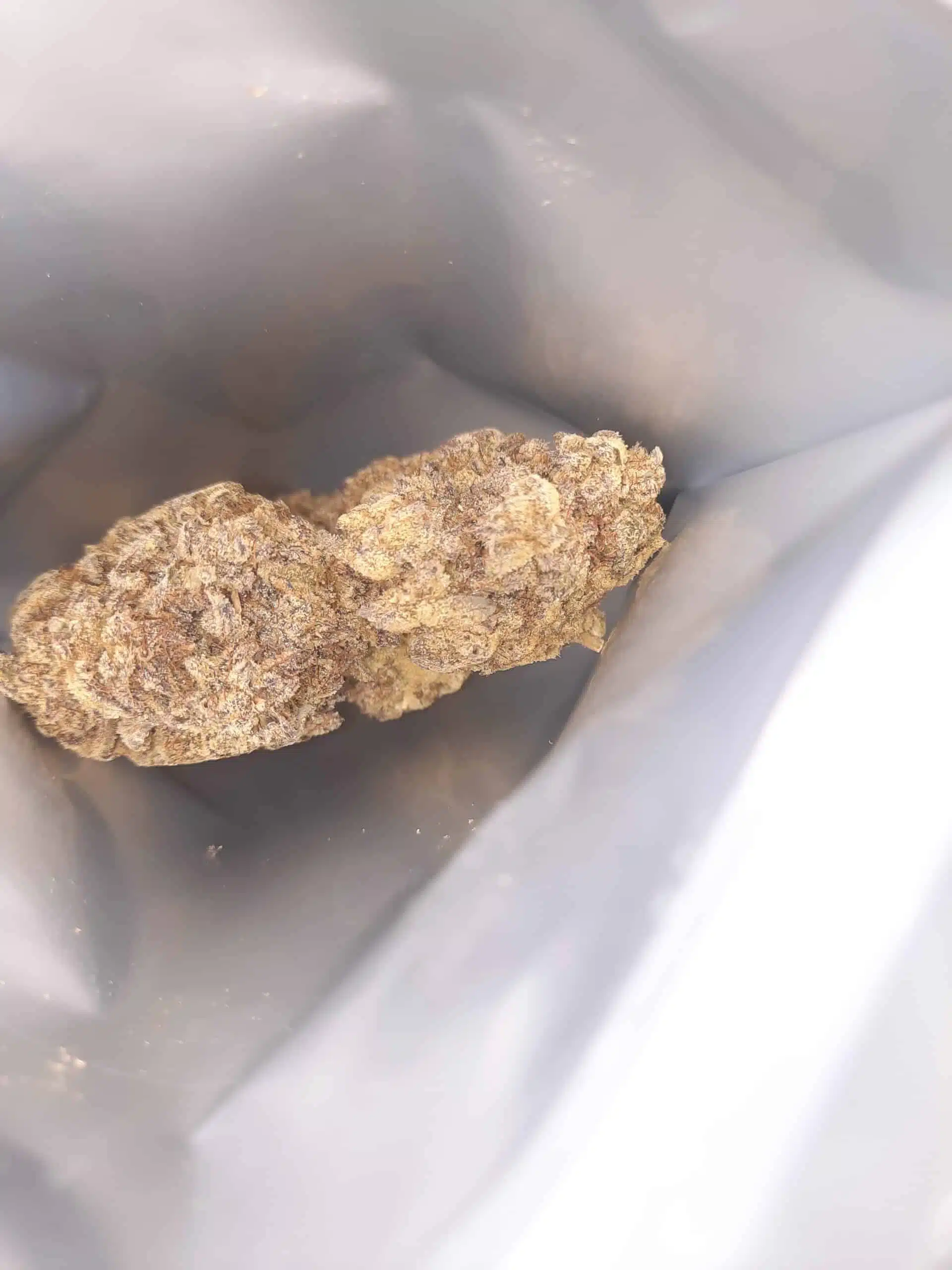 ⁦גוואיוזה (Guayusa) - סאטיבה T22/C4⁩ – תמונה ⁦15⁩