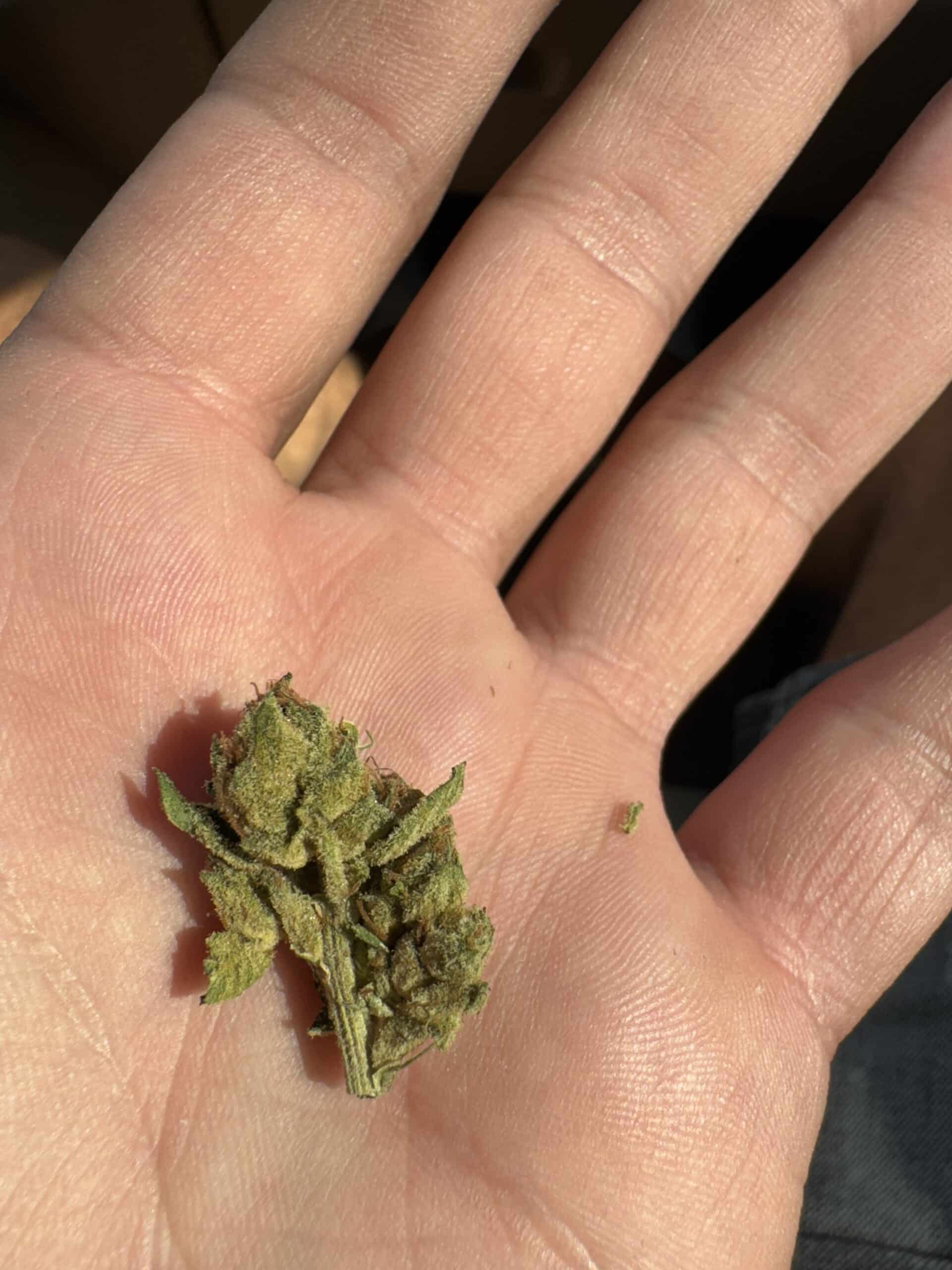 קאליפה קוש ק.ק (Khalifa Kush K.K) - אינדיקה T22/C4 – תמונה 3