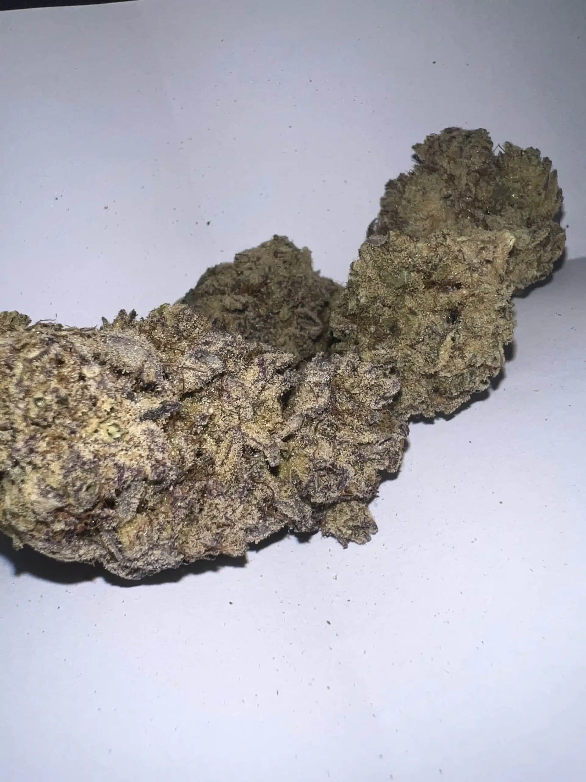 ⁦גוואיוזה (Guayusa) - סאטיבה T22/C4⁩ – תמונה ⁦12⁩