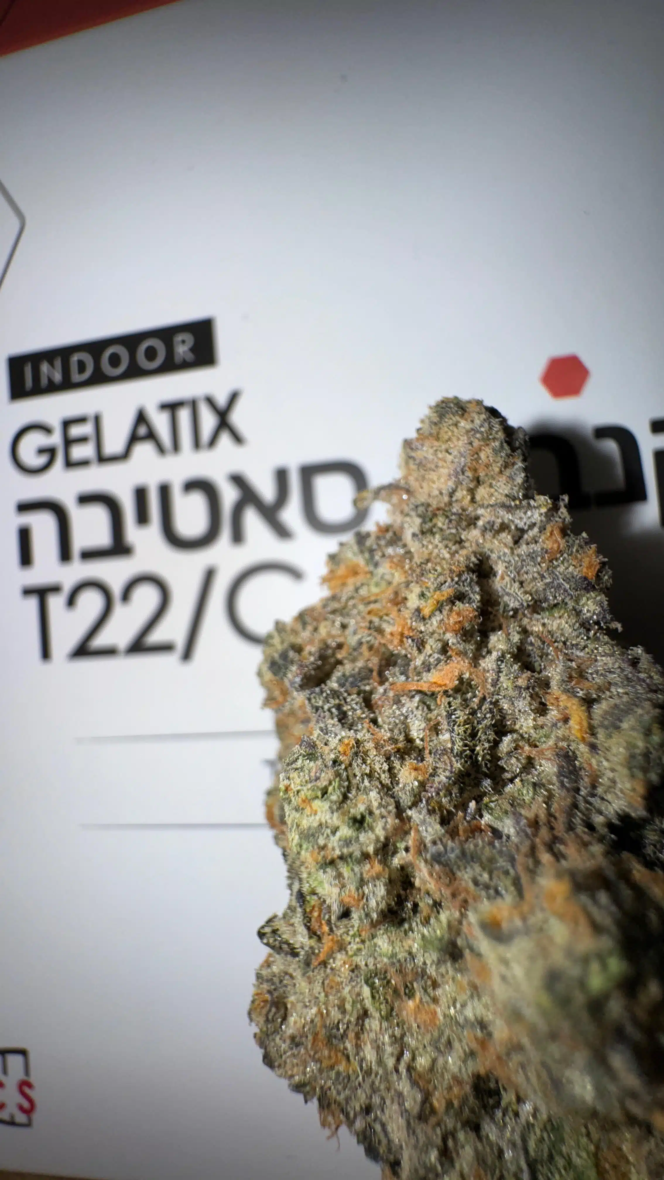 ⁦ג'לטיקס (Gelatix) - סאטיבה T22/C4⁩ – תמונה ⁦2⁩