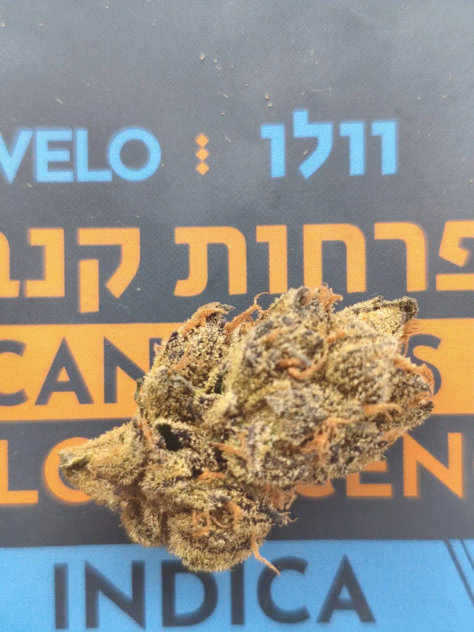 ⁦וולו (Velo) - אינדיקה T22/C4⁩ – תמונה ⁦2⁩