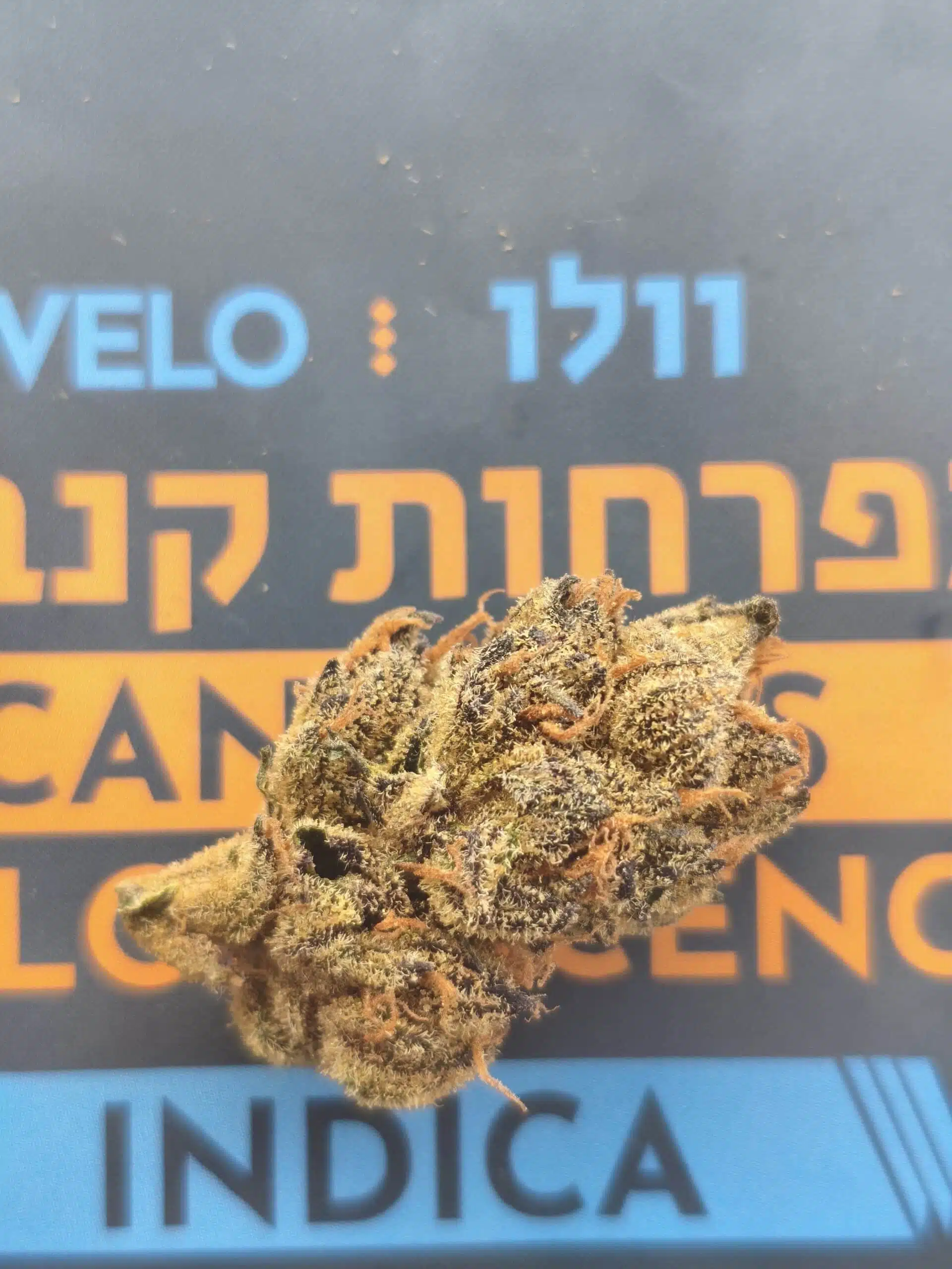 ⁦וולו (Velo) - אינדיקה T22/C4⁩ – תמונה ⁦3⁩