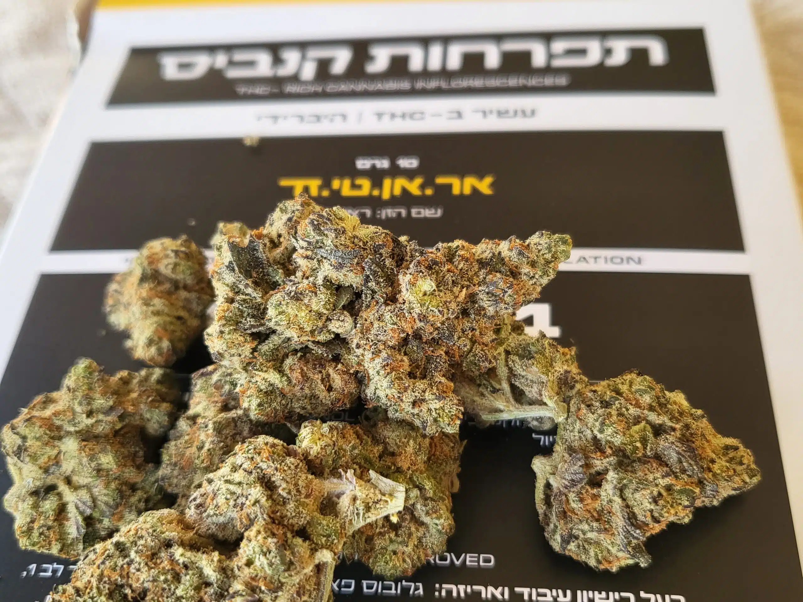 אר.אן.טי.זד (R.N.T.Z) - היבריד T22/C4 – תמונה 6