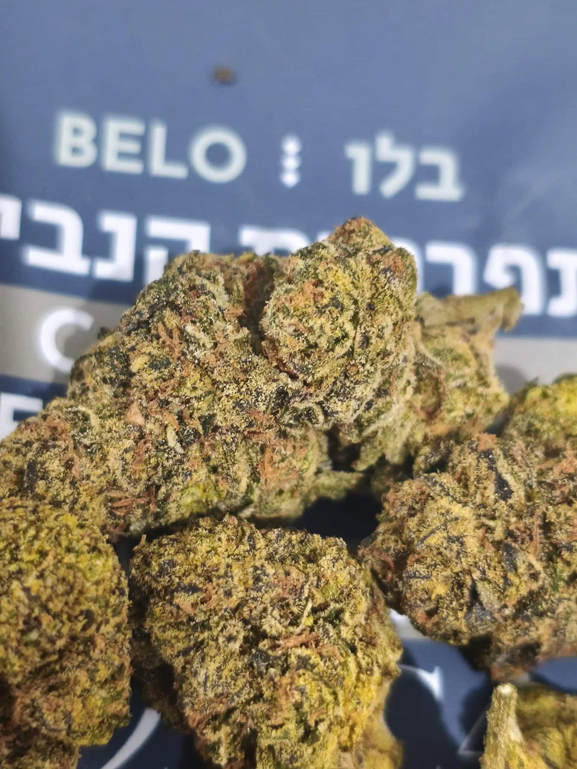 בלו (Belo) - אינדיקה T22/C4 – תמונה 6