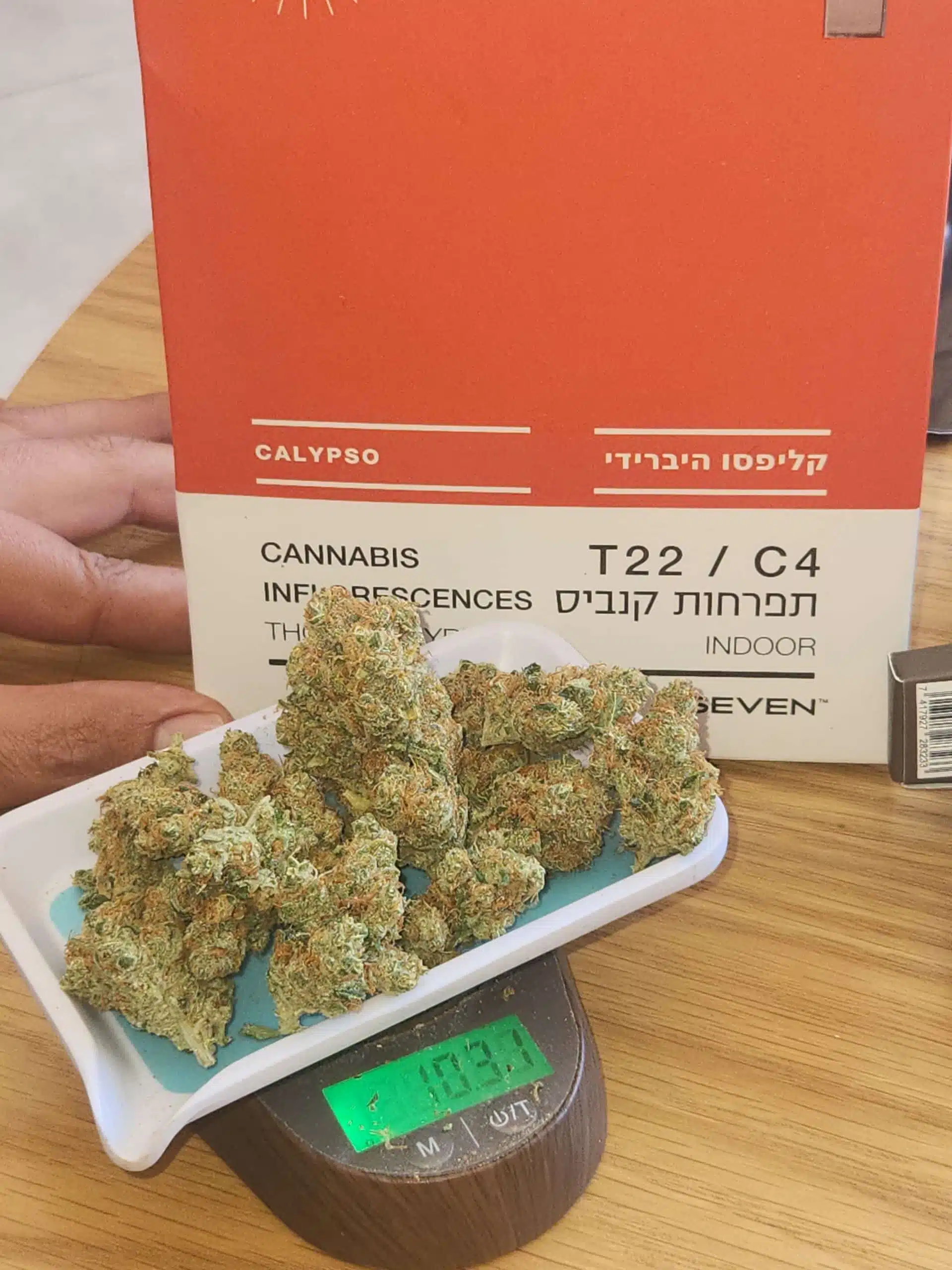 קליפסו (Calypso) - היבריד T22/C4 – תמונה 4
