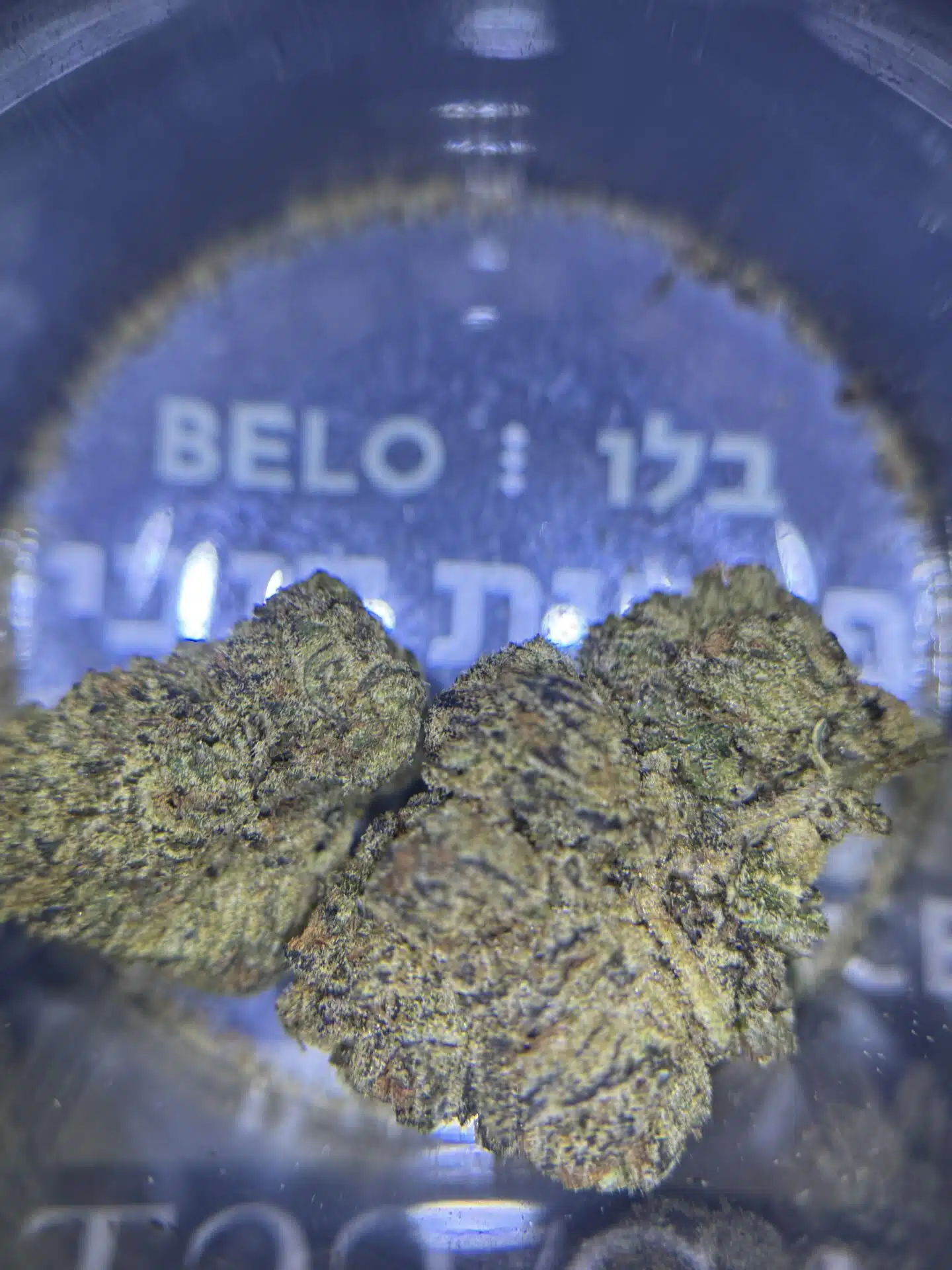 בלו (Belo) - אינדיקה T22/C4 – תמונה 12