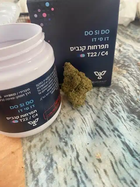 ⁦דו סי דו (Do Si Do) - היבריד T22/C4⁩ – תמונה ⁦3⁩