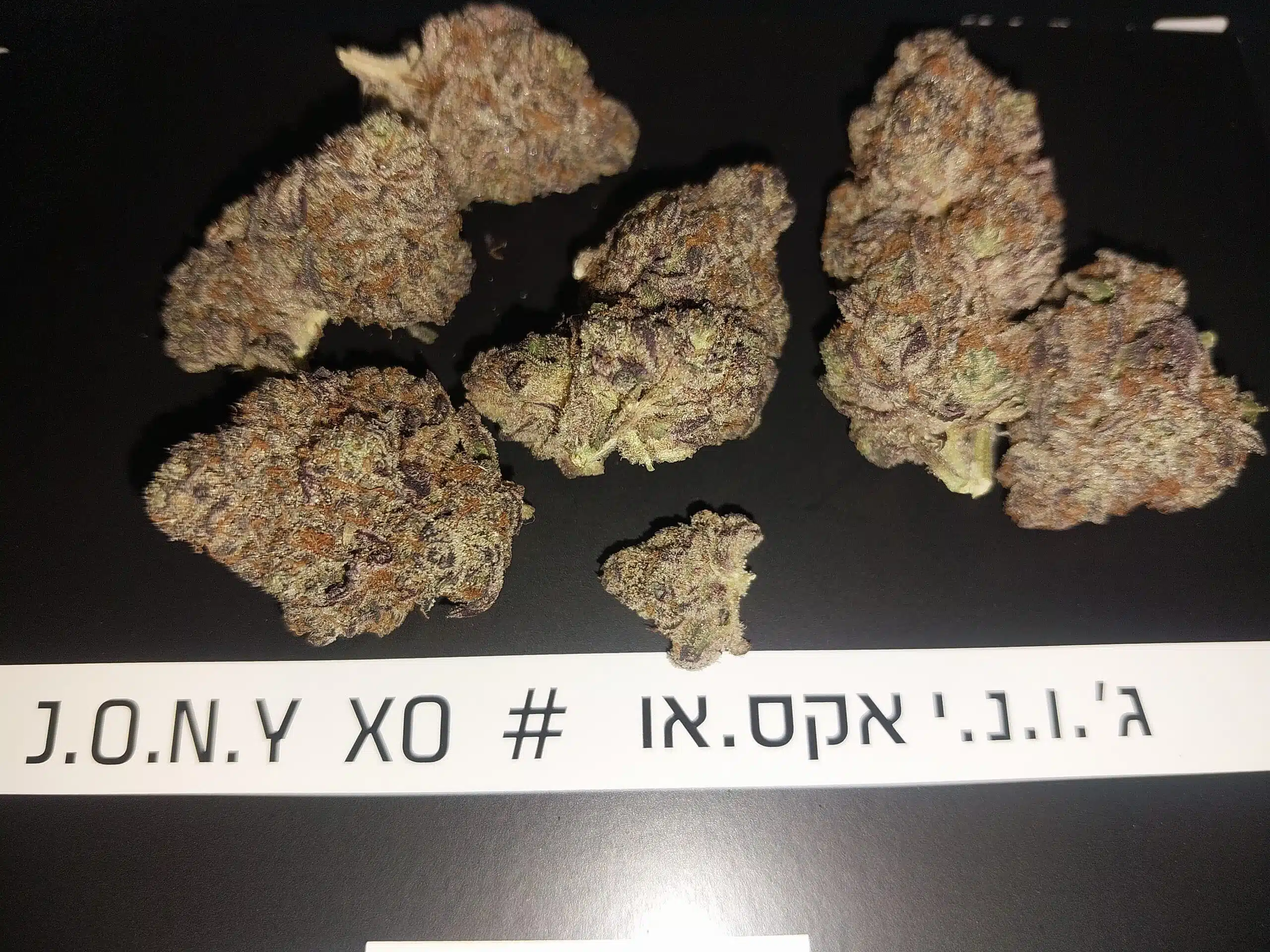 ג'.ו.נ.י אקס.או (J.O.N.Y XO) - היבריד T22/C4 – תמונה 4
