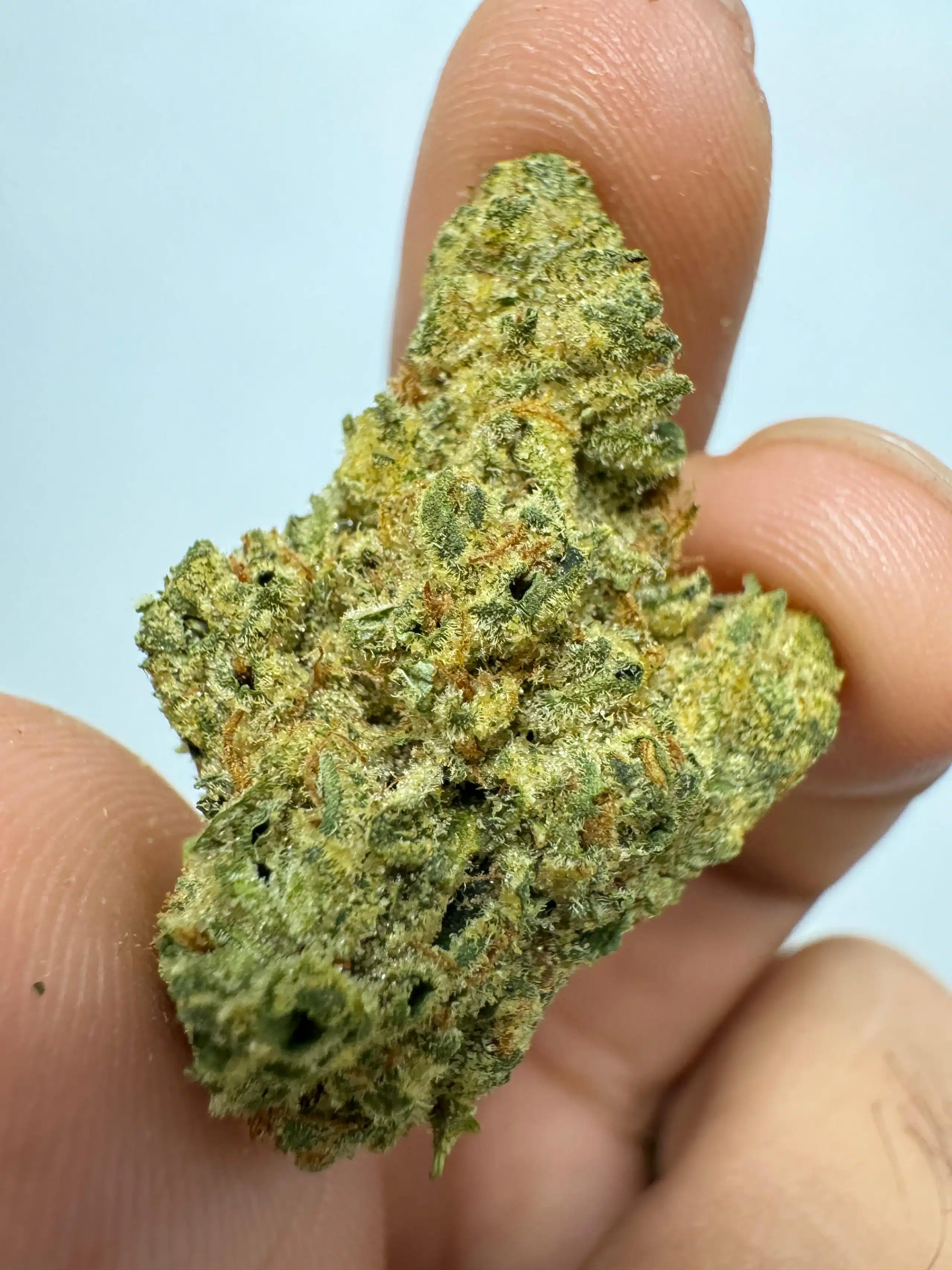 ⁦פרפל קוש (Purple Kush) - אינדיקה T22/C4⁩ – תמונה ⁦3⁩