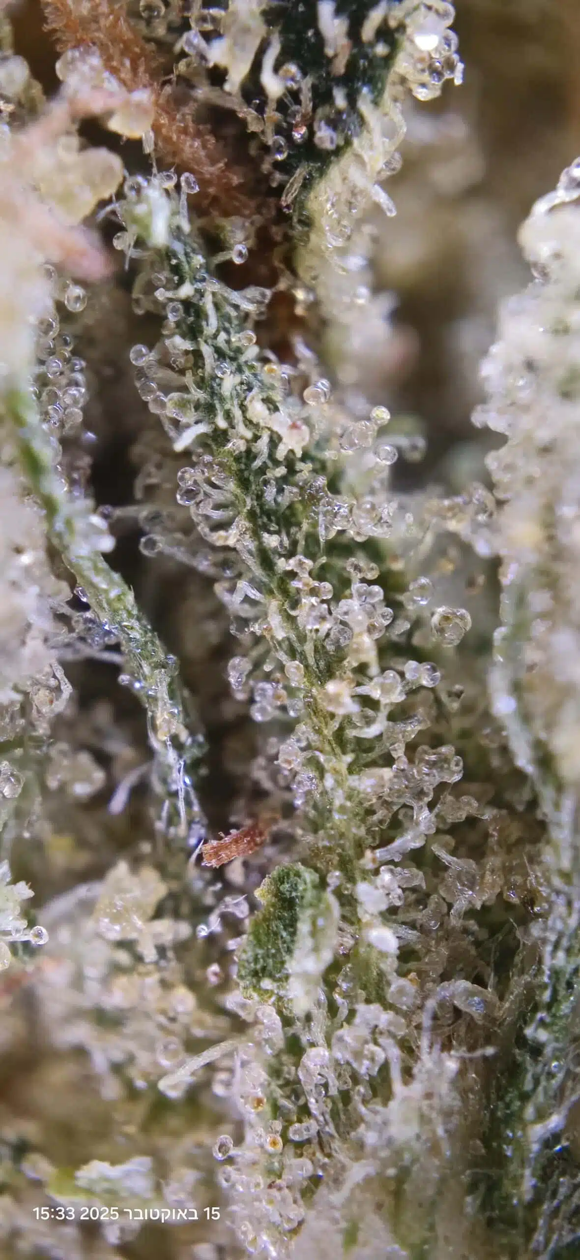 ⁦פרפל קוש (Purple Kush) - אינדיקה T22/C4⁩ – תמונה ⁦4⁩