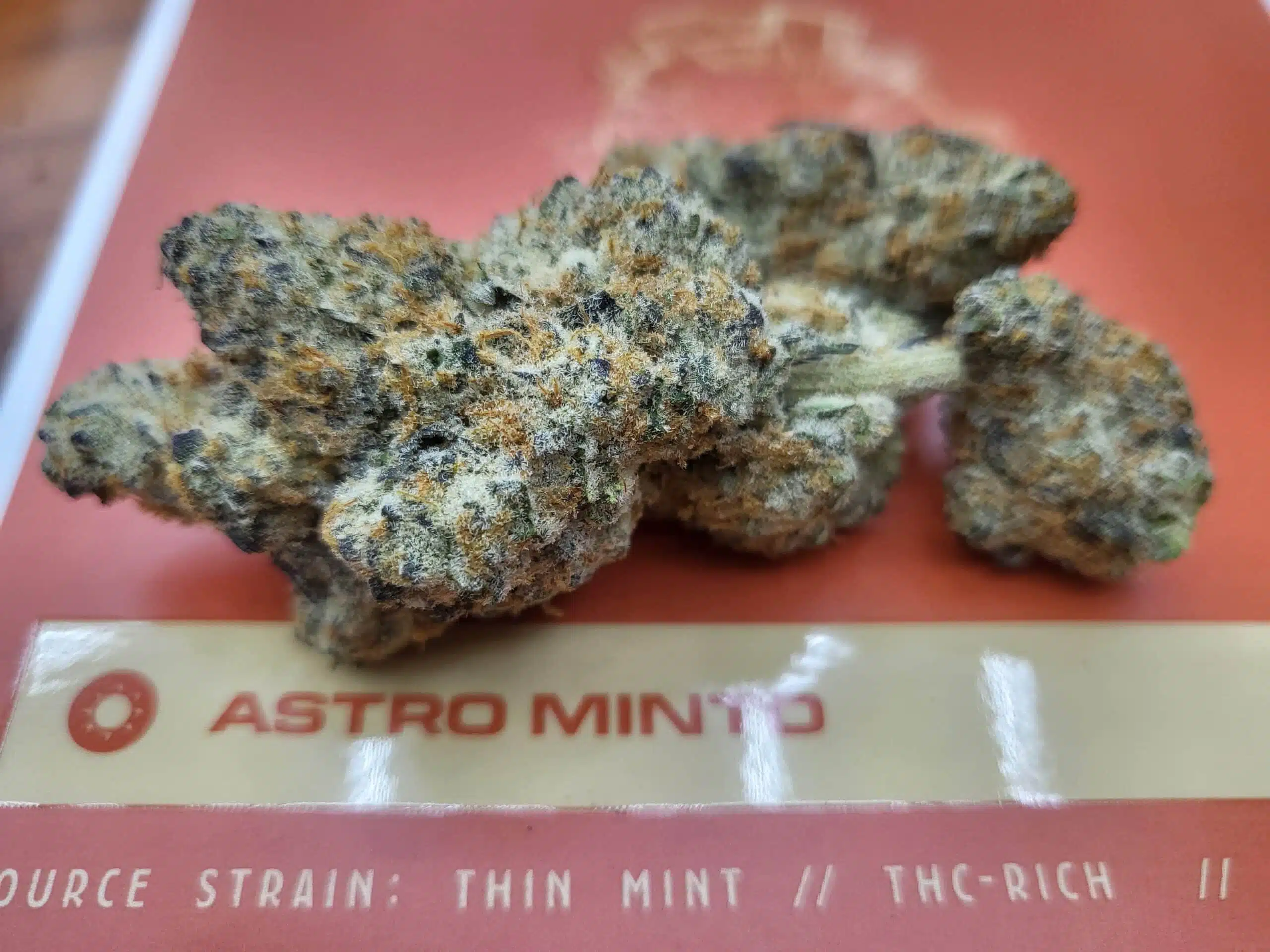 ⁦אסטרו מינטו (Astro Minto) - סאטיבה T22/C4⁩ – תמונה ⁦11⁩
