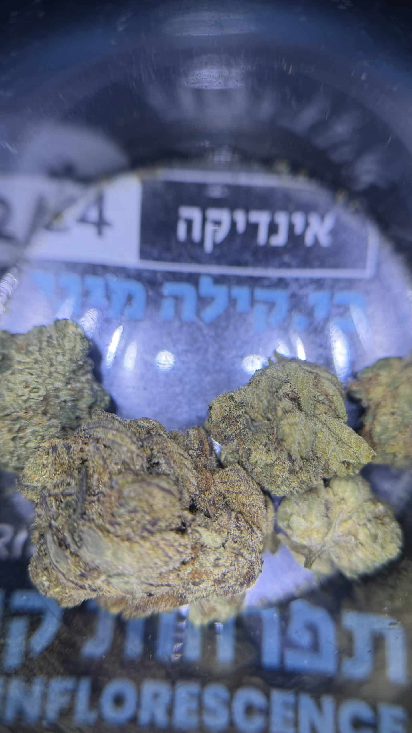 בי.קילה מיני (b.killa mini) אינדיקה t22/c4