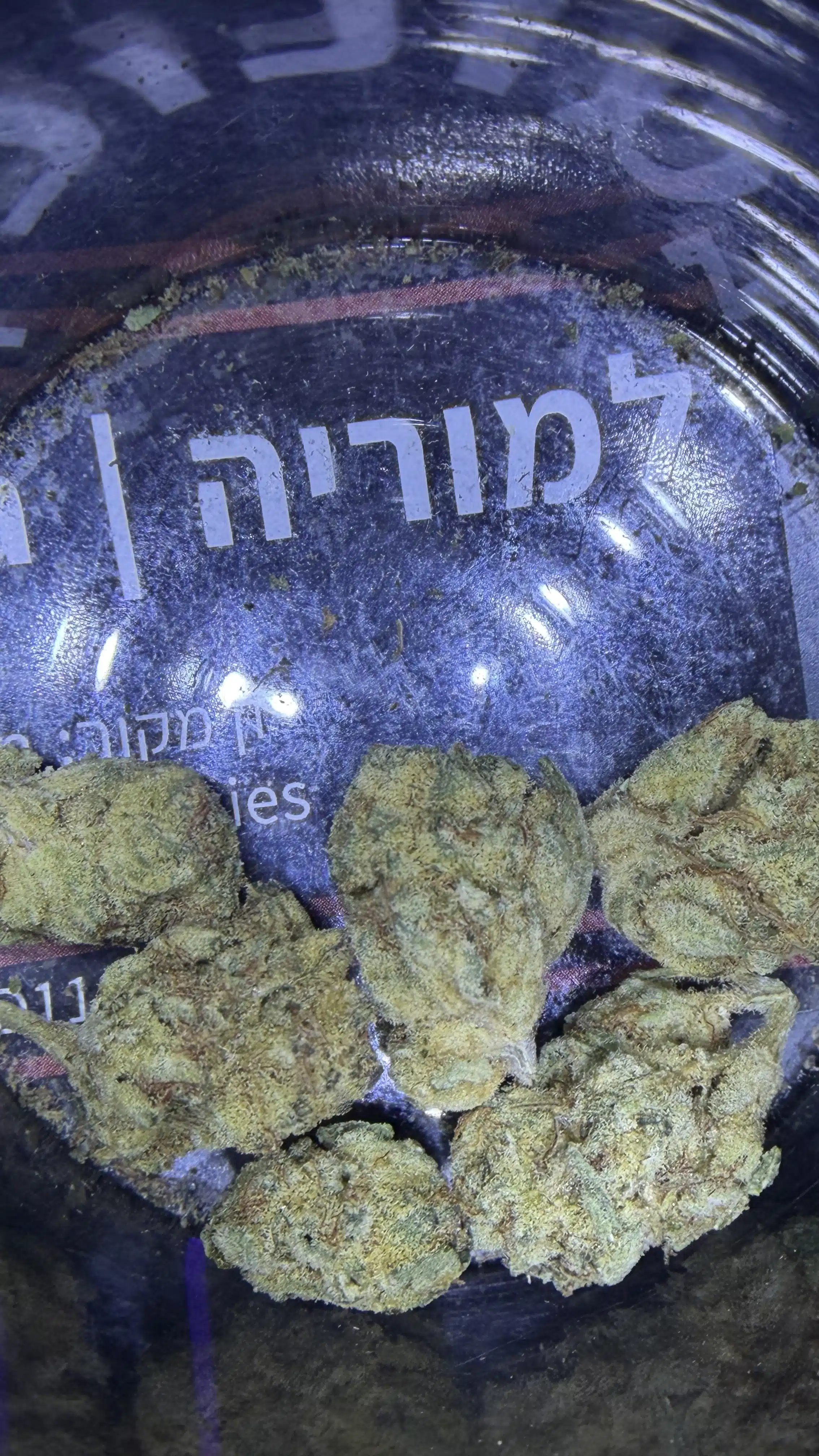 למוריה (lamuria) אינדיקה t22/c4