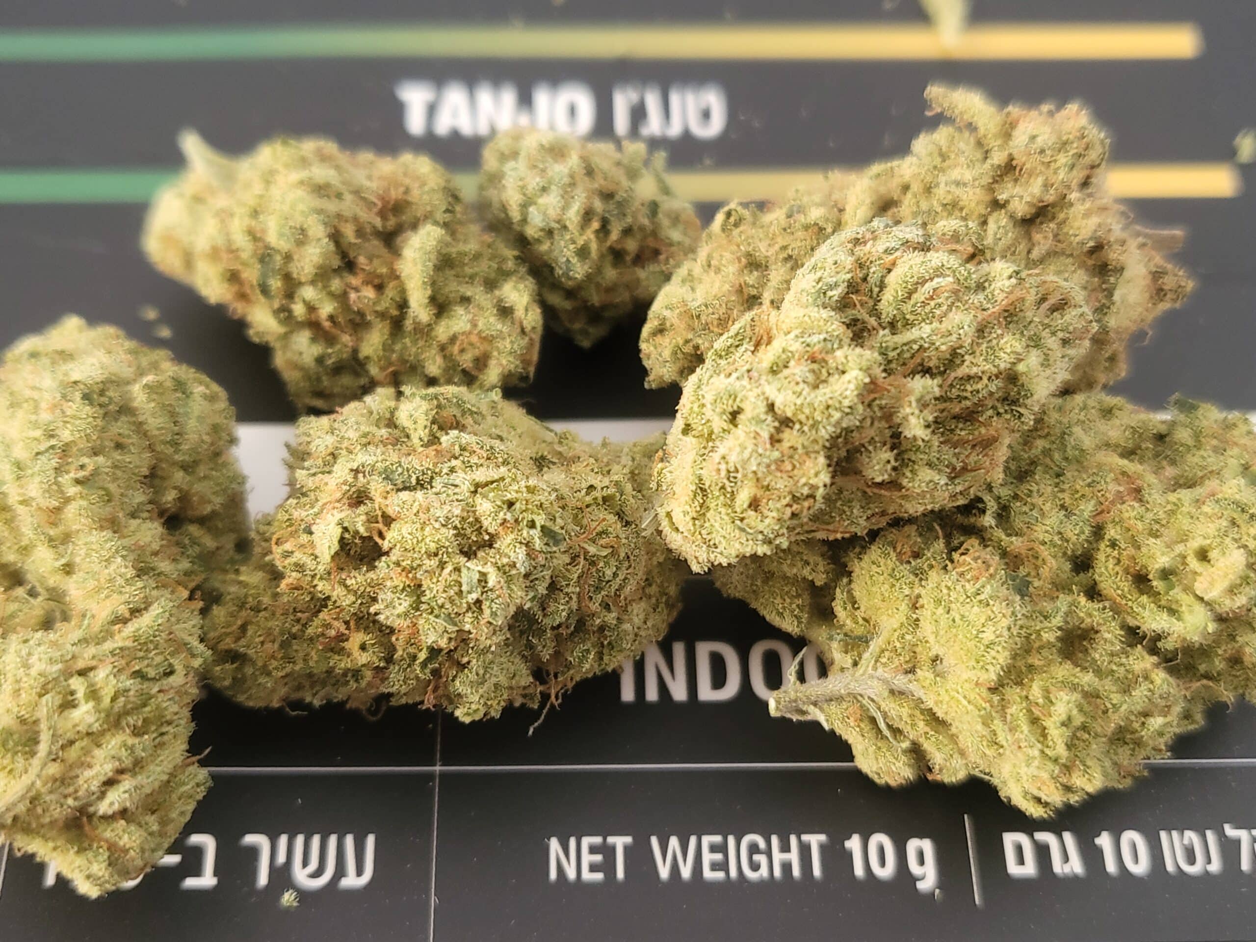 טנג'ו (tanjo) סאטיבה t22/c4