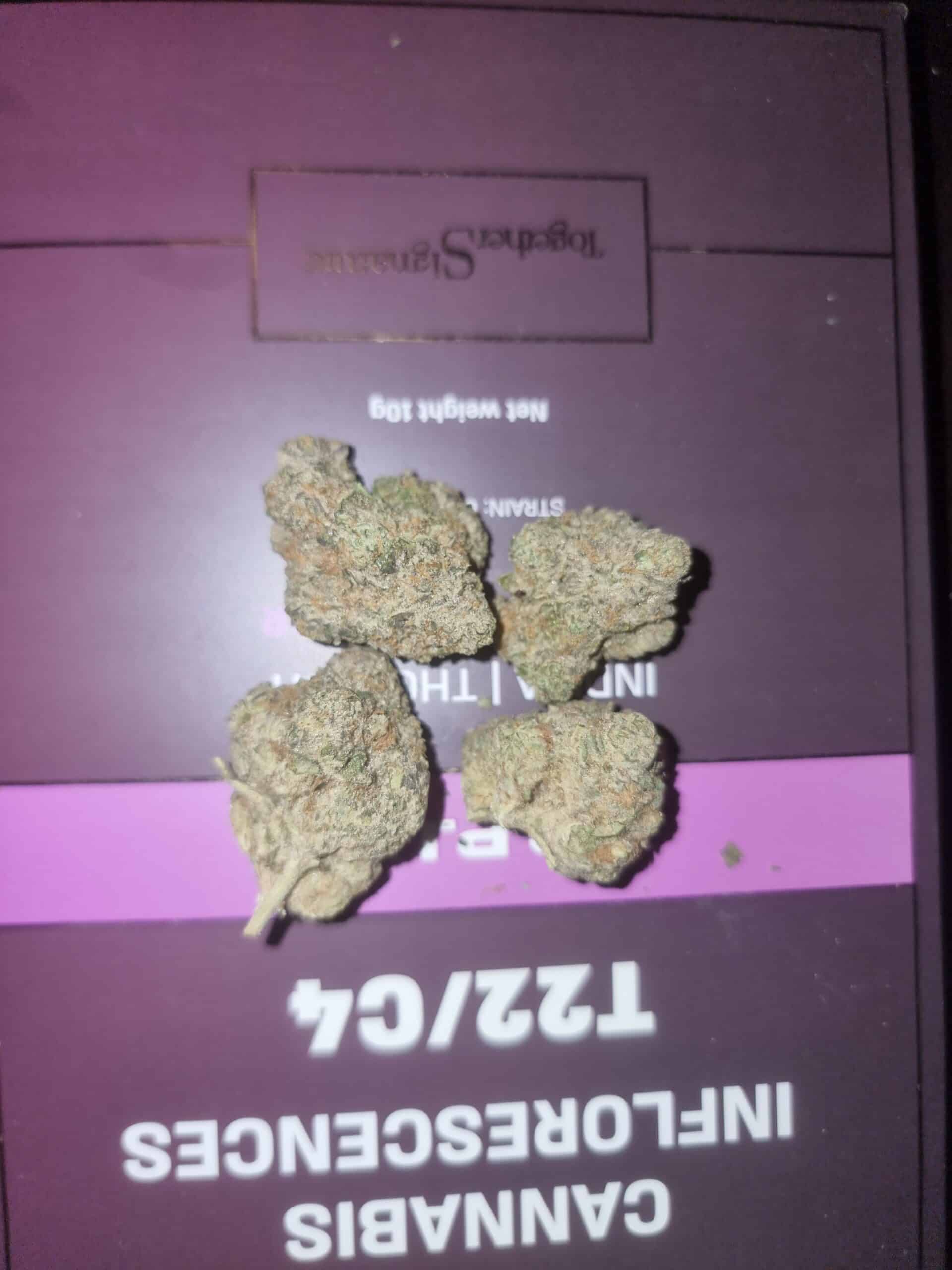 ג'י.פי.איי.אי (g.p.i.e) אינדיקה t22/c4