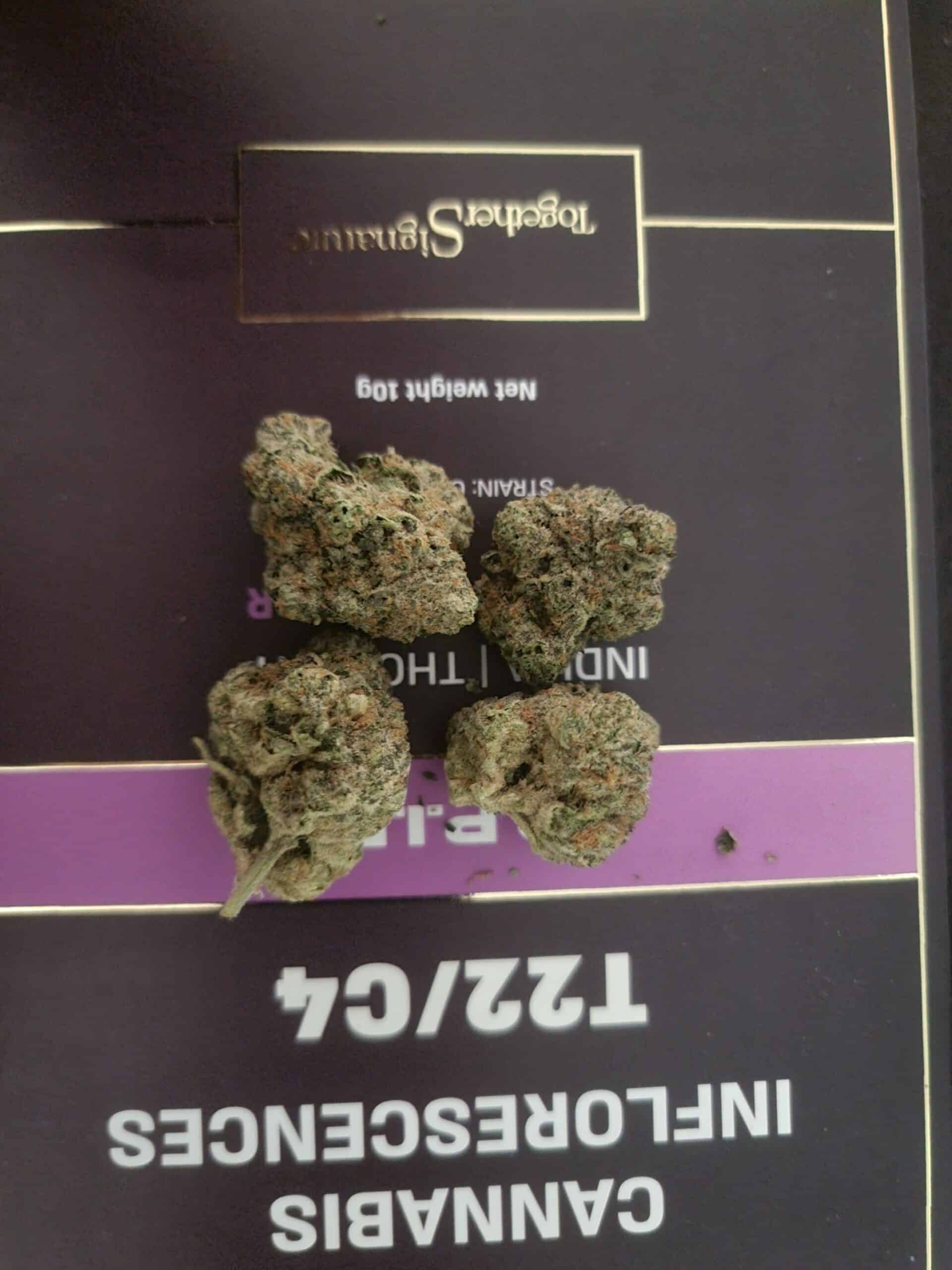 ג'י.פי.איי.אי (g.p.i.e) אינדיקה t22/c4