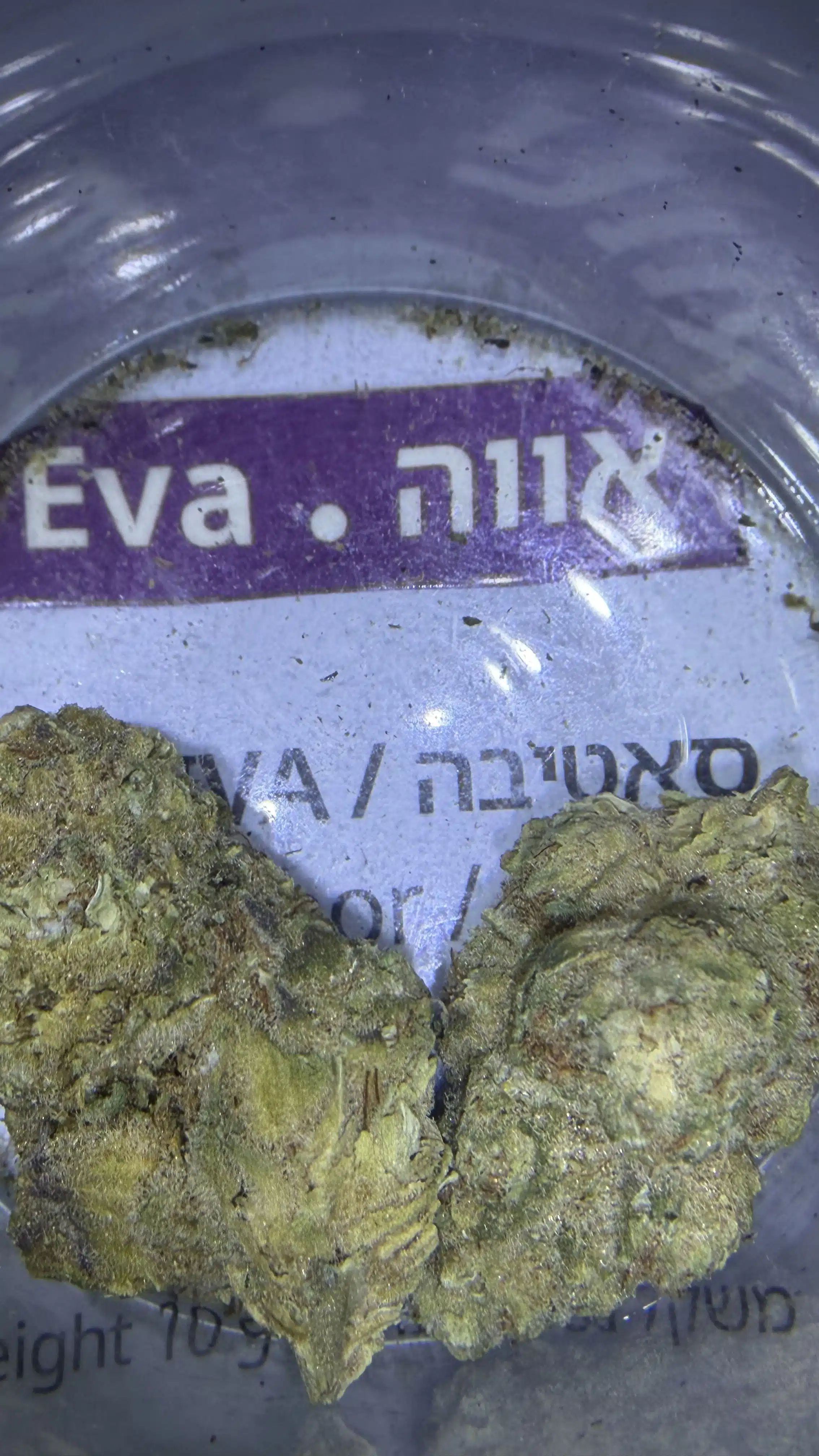 אווה (eva) סאטיבה t22/c4