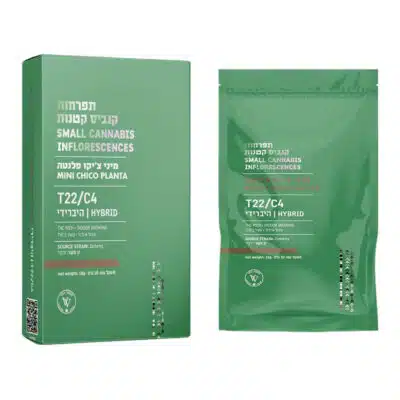 פלנטה צ'יקו מיני (planta chico mini) היבריד t22/c4