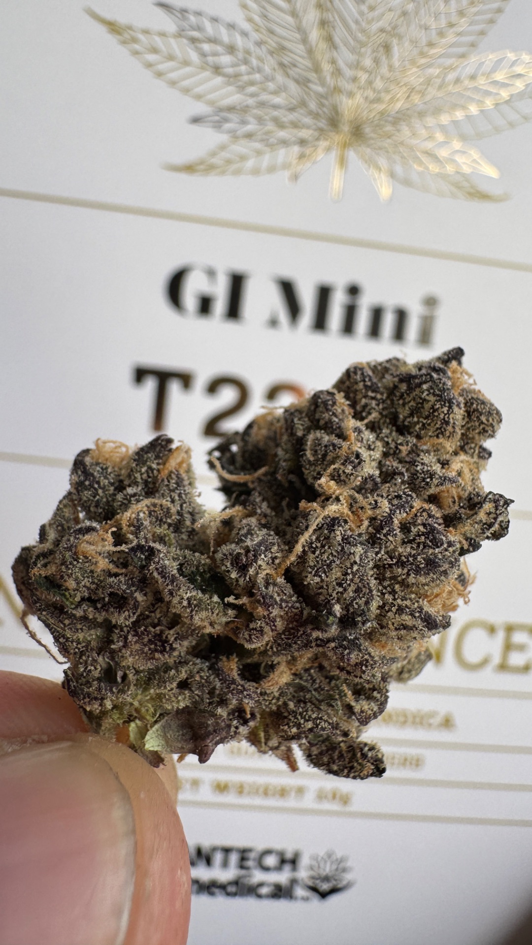 ג'י איי מיני (gi mini) אינדיקה t22/c4