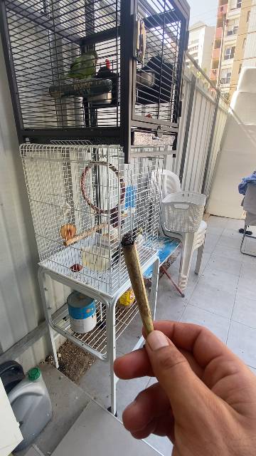סרטון מביקורת