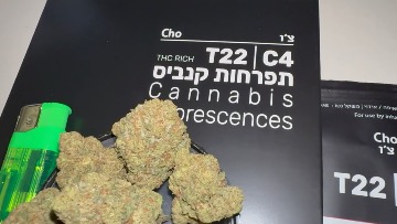 צ'ו (Cho) - היבריד T22/C4